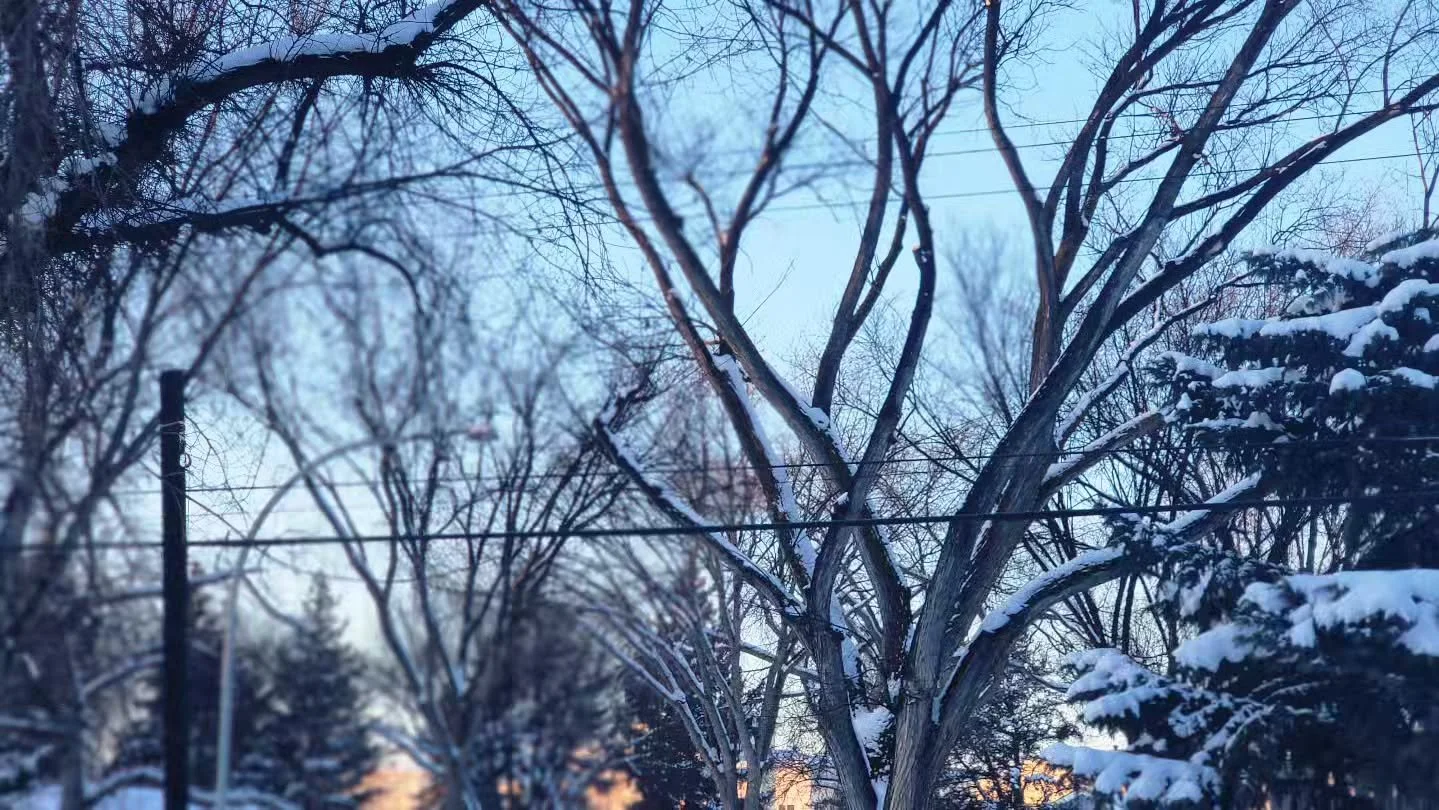 Them colours, them trees. My body may be lay on freeze, but baby I'm up for lease.

#snowfall #Canada #itsfuckingcoldbro