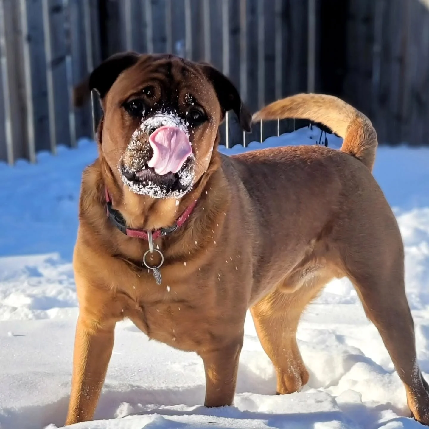This fucking boy, warms my heart.

#dogsofinstagram