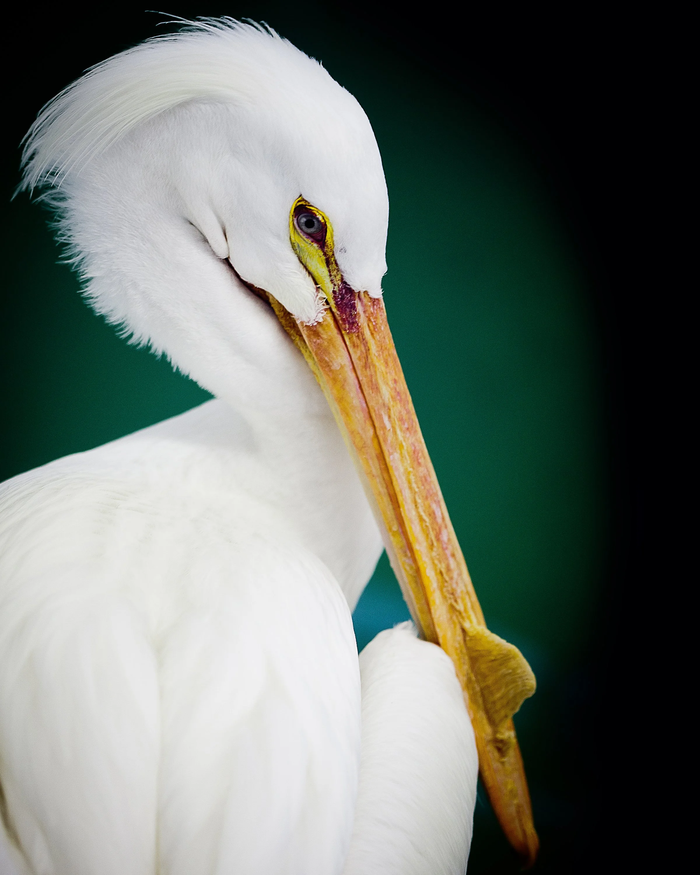 Empress-Dragon-Haus-Photography-Edmonton-Pelican.jpg