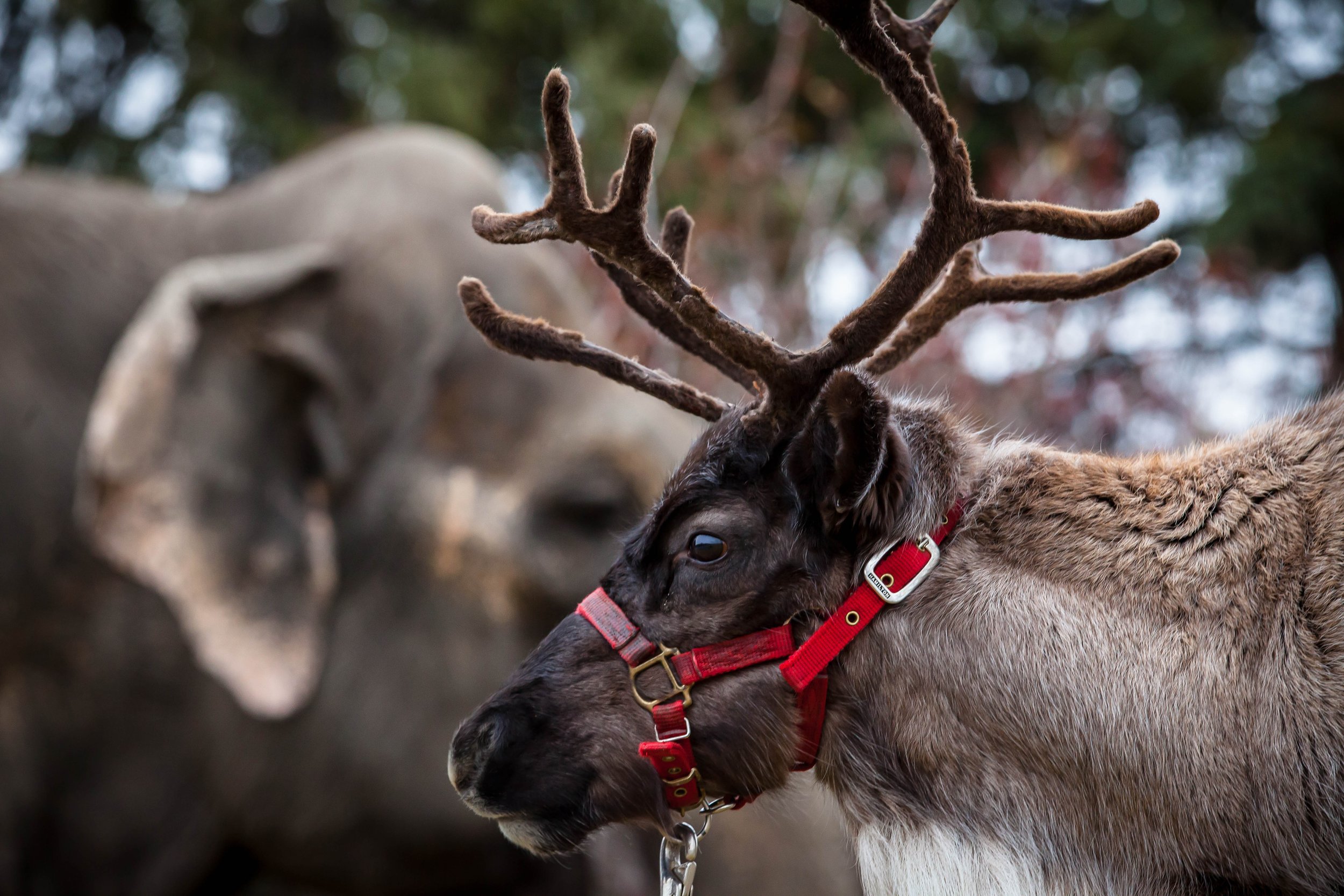 Empress-Dragon-Haus-Photography-Edmonton-ElephantReindeer.jpg