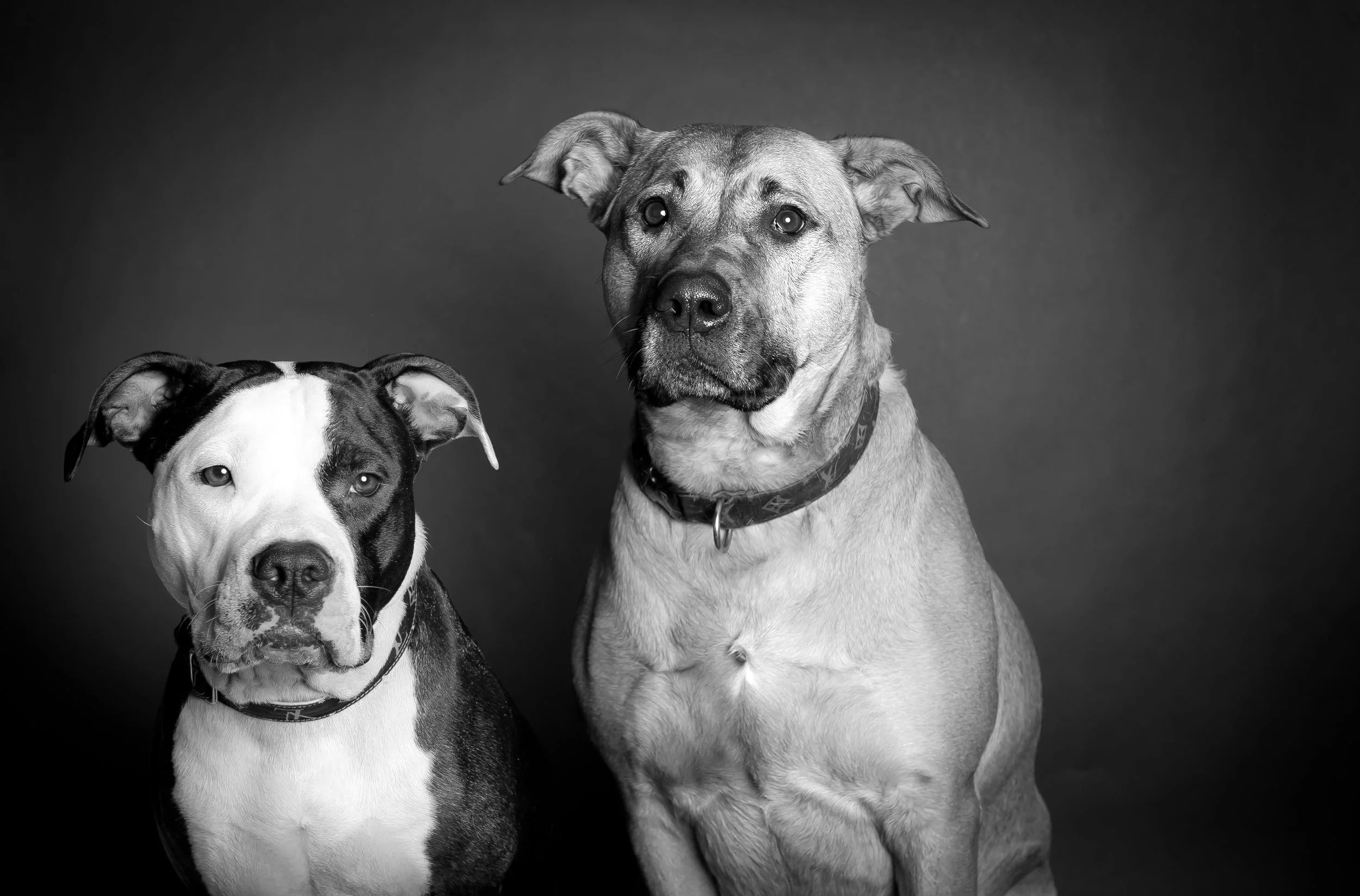 EmpressDragon-Pet-Photography-Edmonton-2bois.jpg