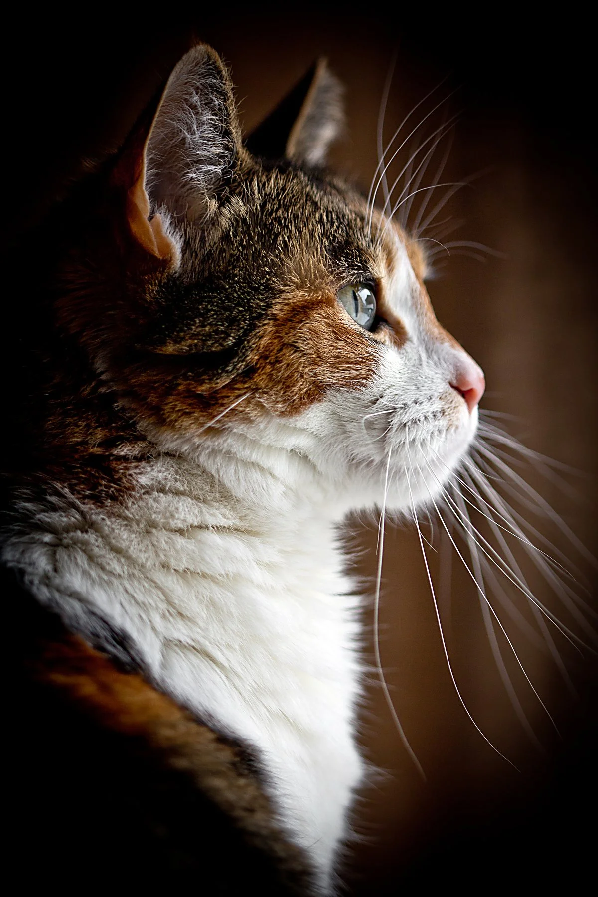 WildLike-Animal-Pet-Photography-Edmonton-Jen-Dragon-12.jpg