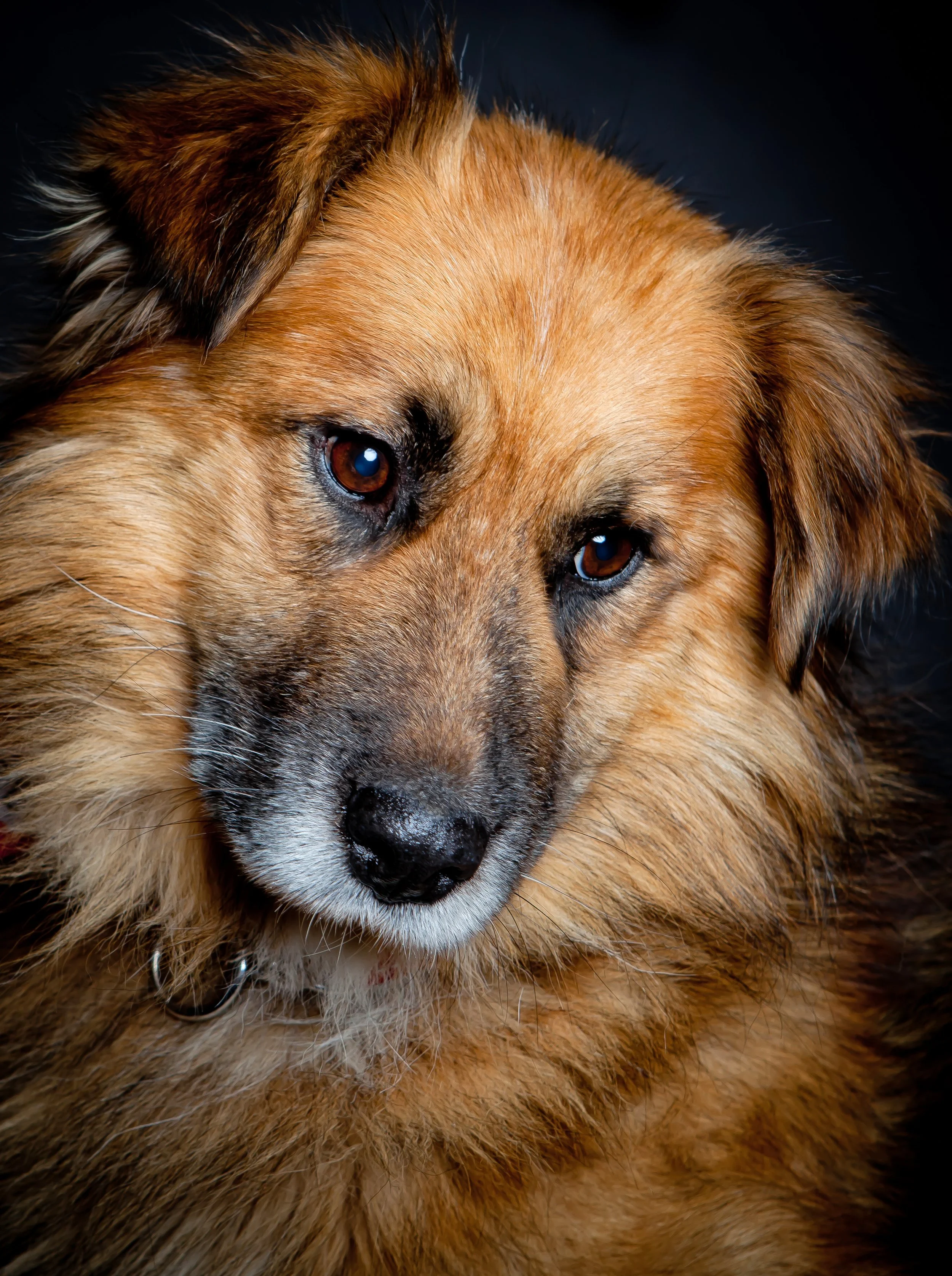 EmpressDragon-Pet-Photography-Edmonton-Max.jpg