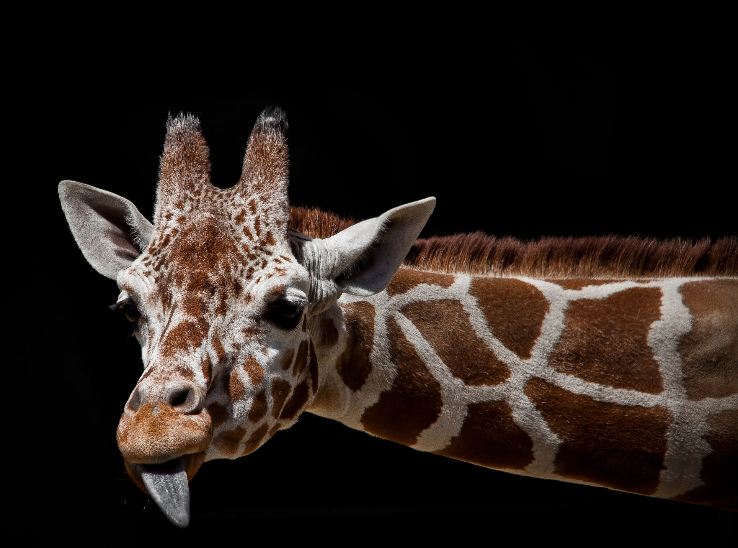 Empress-Dragon-Haus-Photography-Edmonton-Giraffe2.jpg