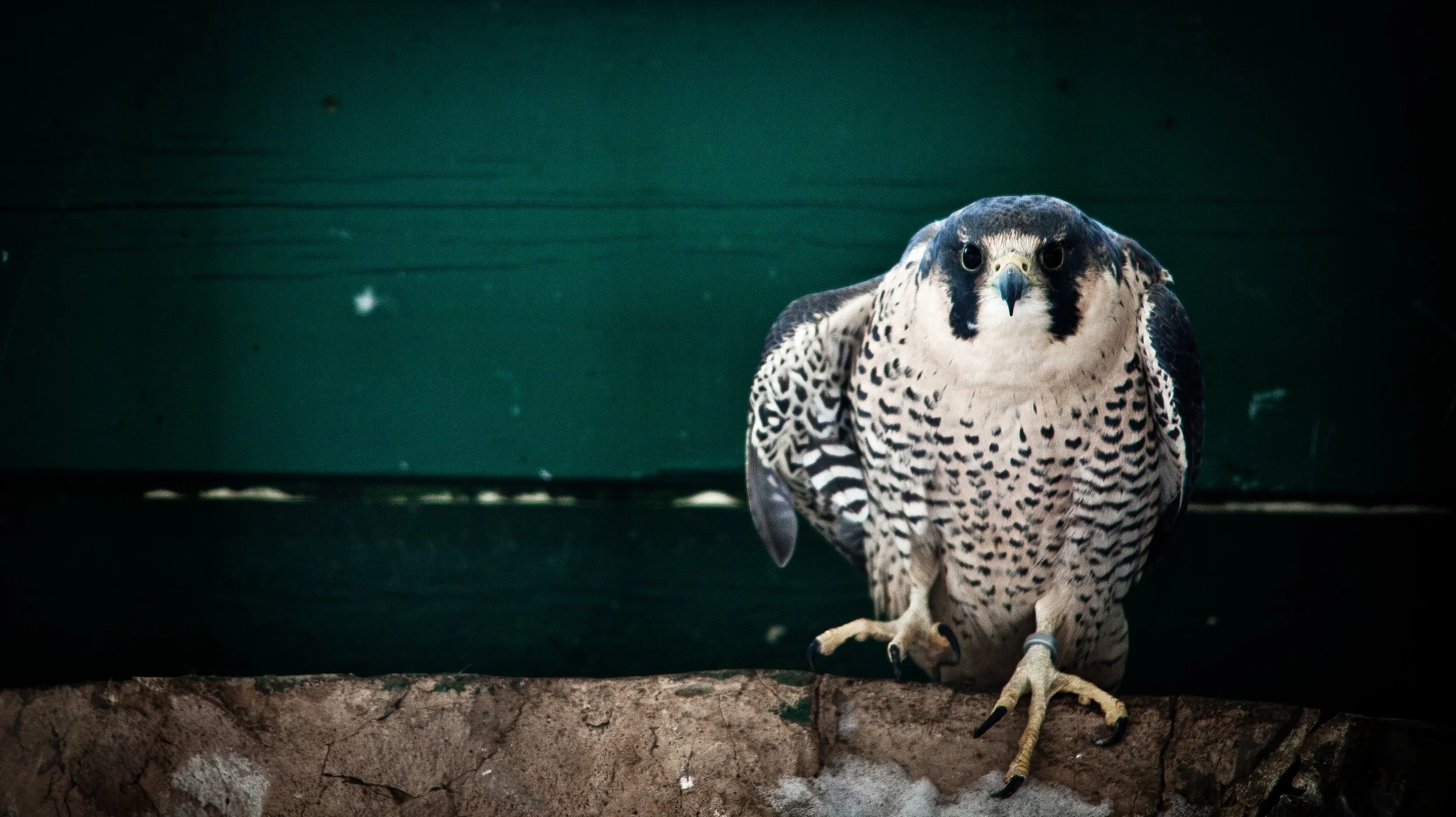 Empress-Dragon-Haus-Photography-Edmonton-Hawk.jpg
