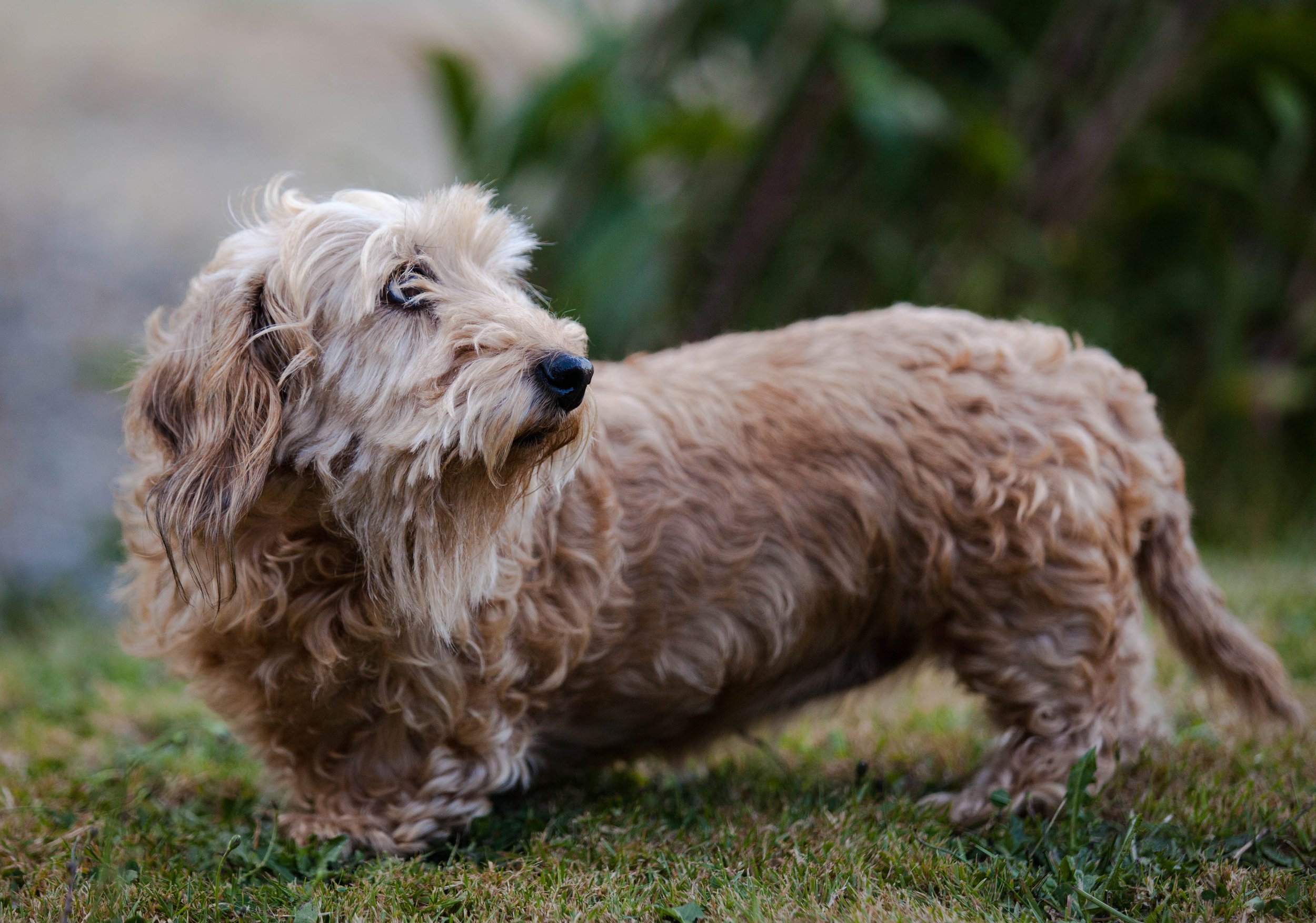 WildLike-Animal-Pet-Photography-Edmonton-Jen-Dragon-2.jpg
