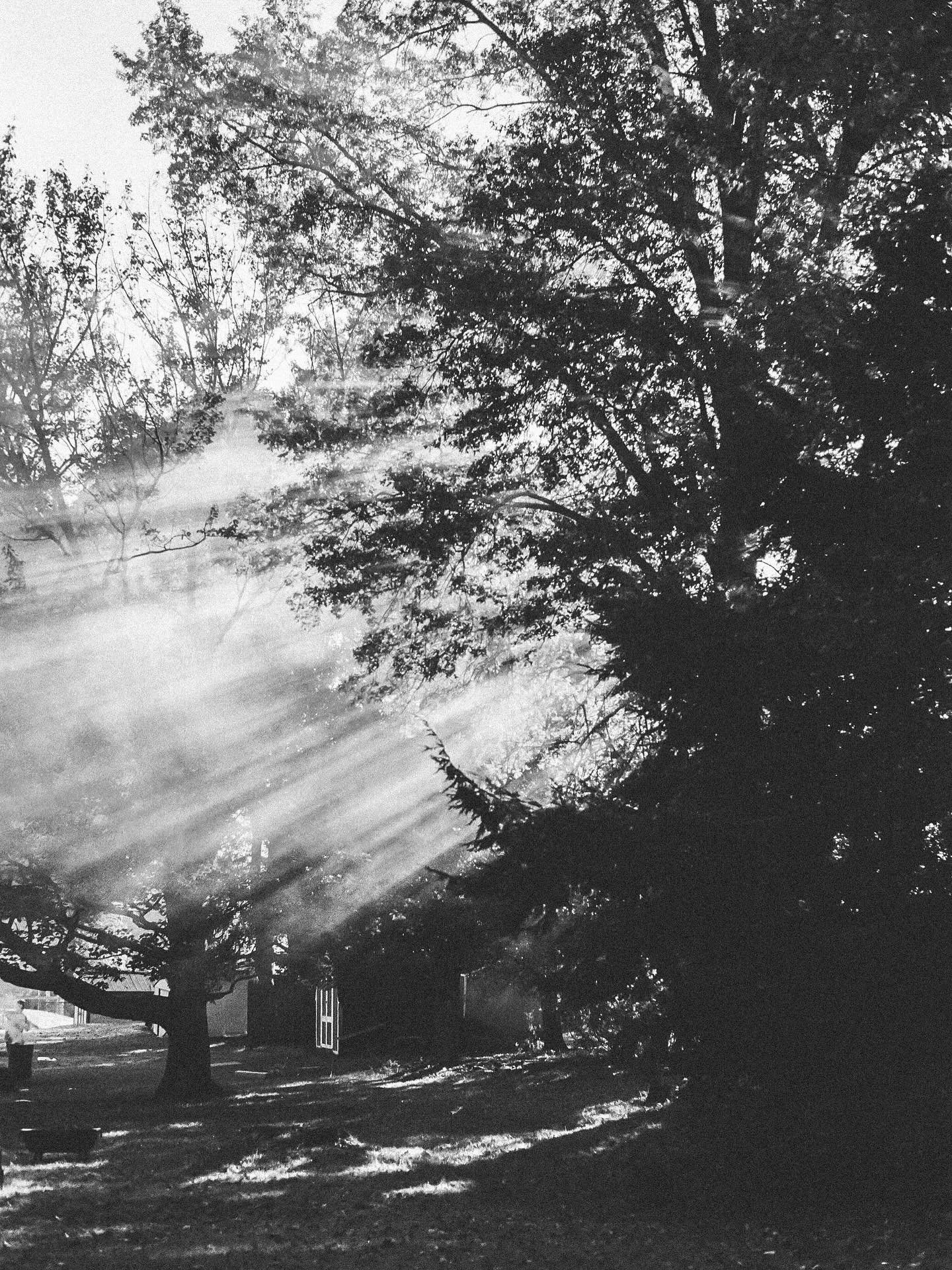 Morning light, on film 💫

🎞️ Processed by @bodegafilmlab 
.
.
.
#filmphotography #analogphotography #shootmorefilm #35mm #pittsburghphotographer #lifestylephotographer #minolta
