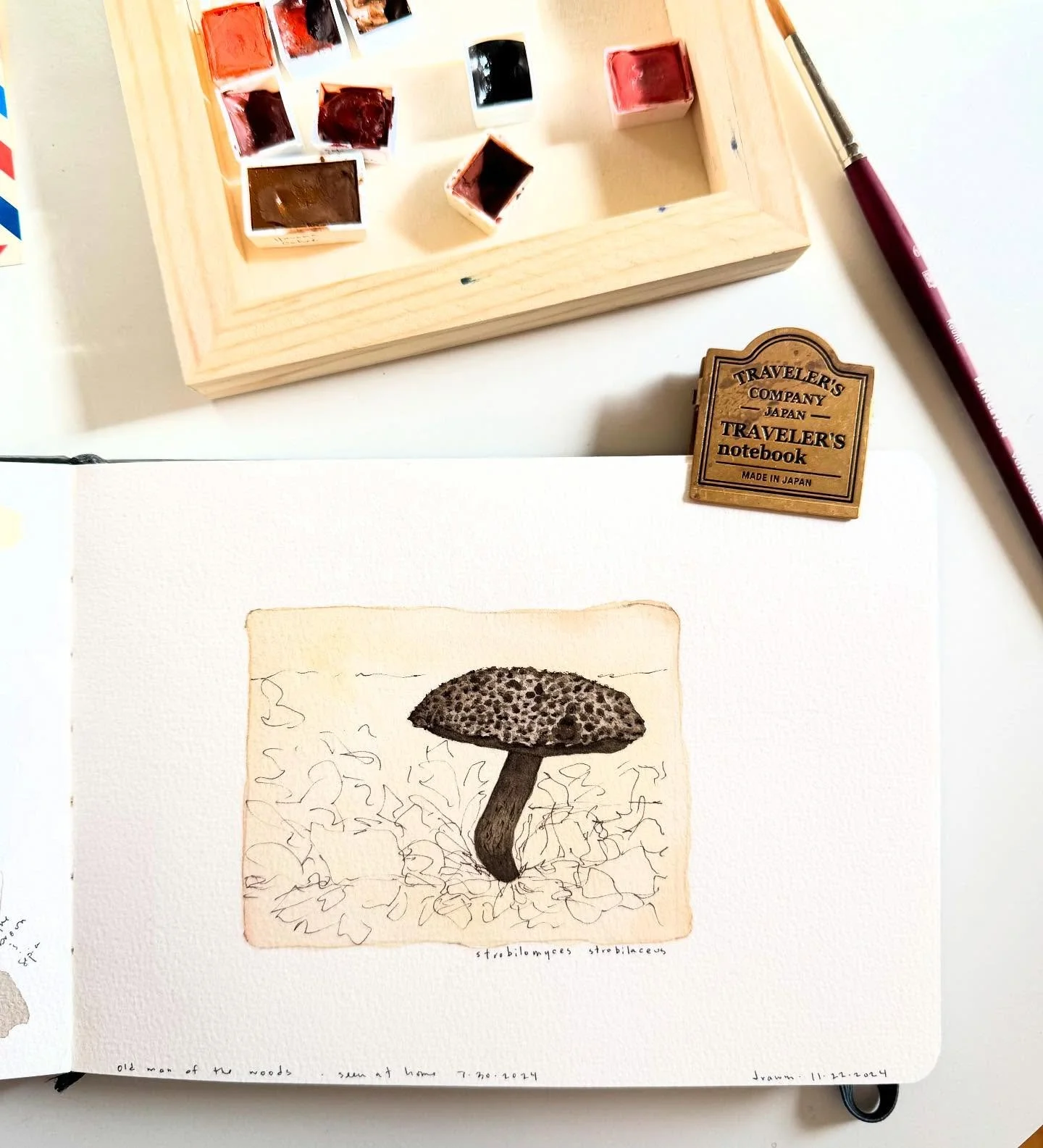 Mushroom from my yard during a rainy spell in July