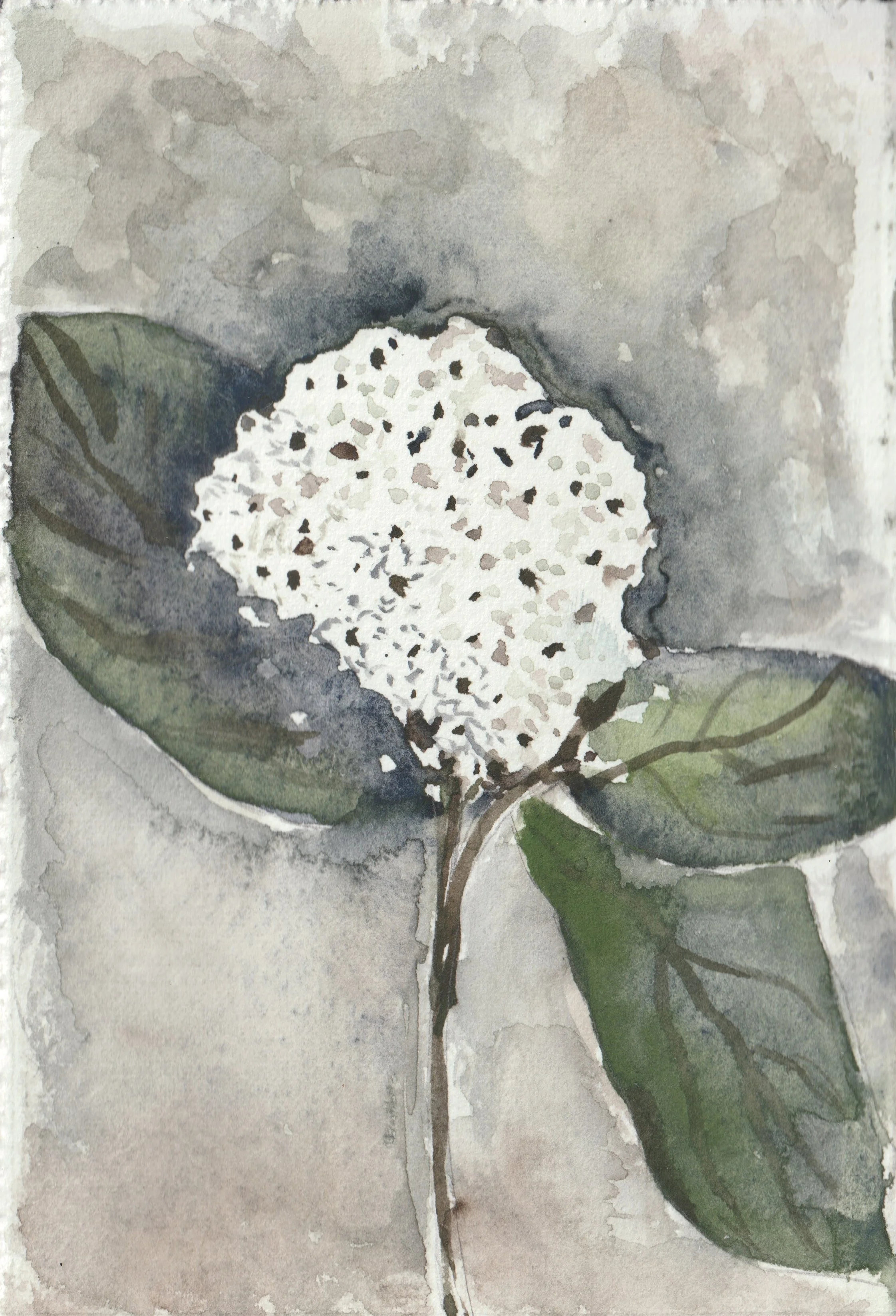 Hydrangea-Sketch.jpg