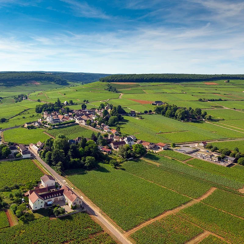 Comte-Senard-Aloxe-Corton.jpg