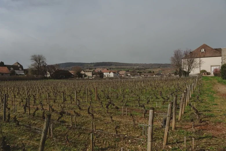 borgogna - janotsbos - vigne@780xauto_r.jpeg.webp