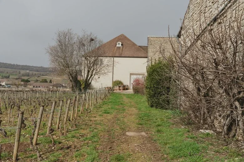 borgogna - janotsbos - vigne_3@780xauto_r.jpeg.webp