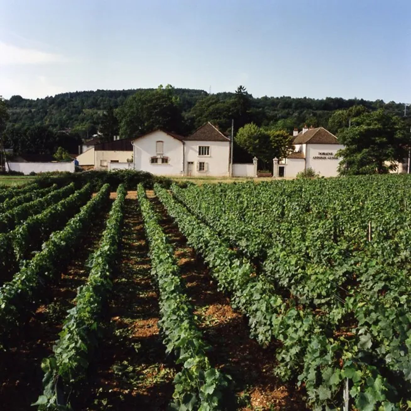 Guyon_SavignyLesBeaune_estate.jpg
