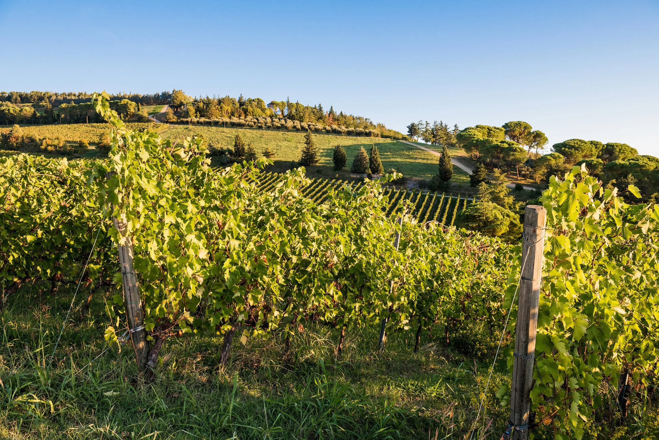 6.-PANDOLFA_VINEYARDS.jpg