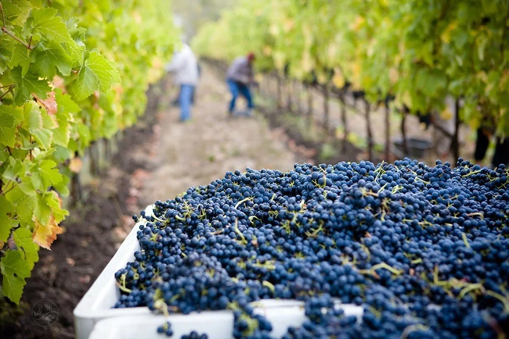 lasseter-winery-asG1QSDvb4g-unsplash.webp