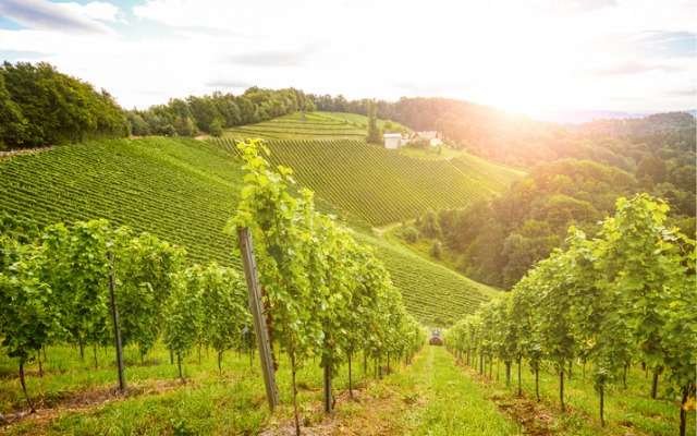 vignoble_blanc_bourgogne_cff8265511.jpg
