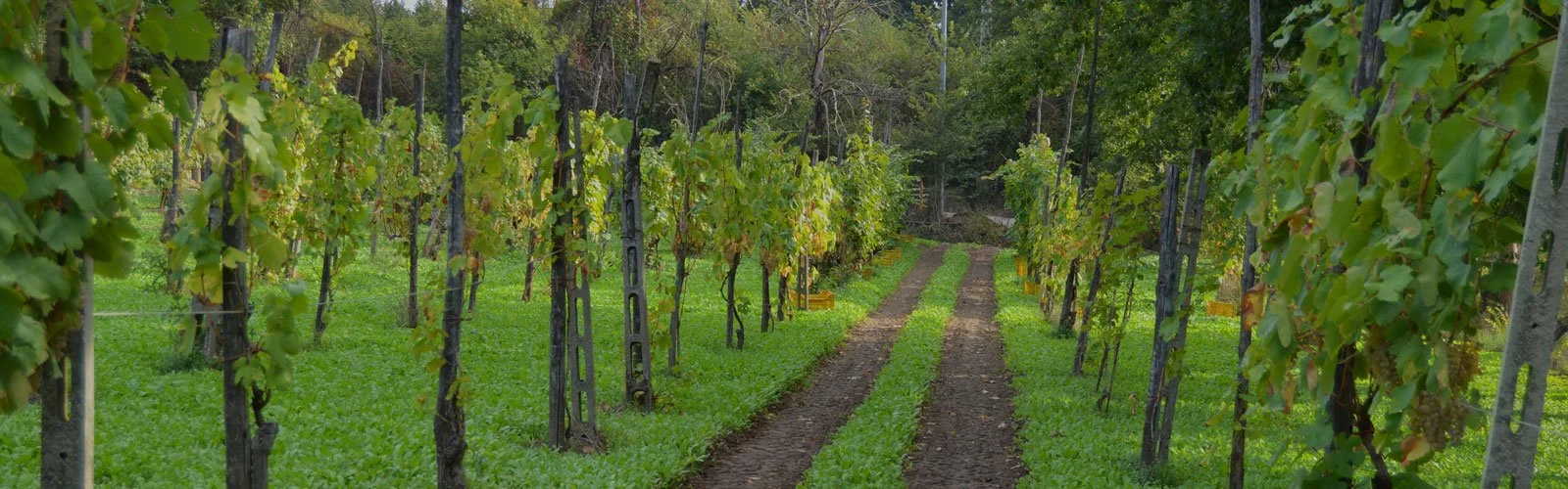 head-i-vigneti.jpg