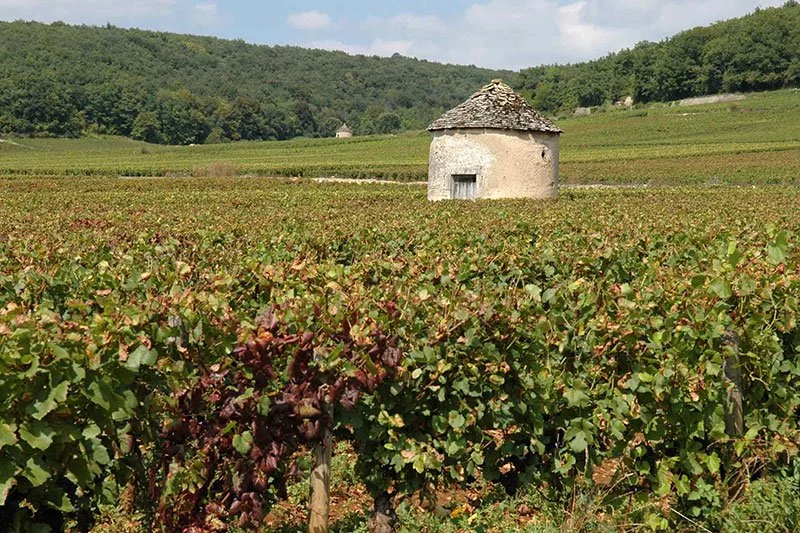 cote-de-nuits.jpg