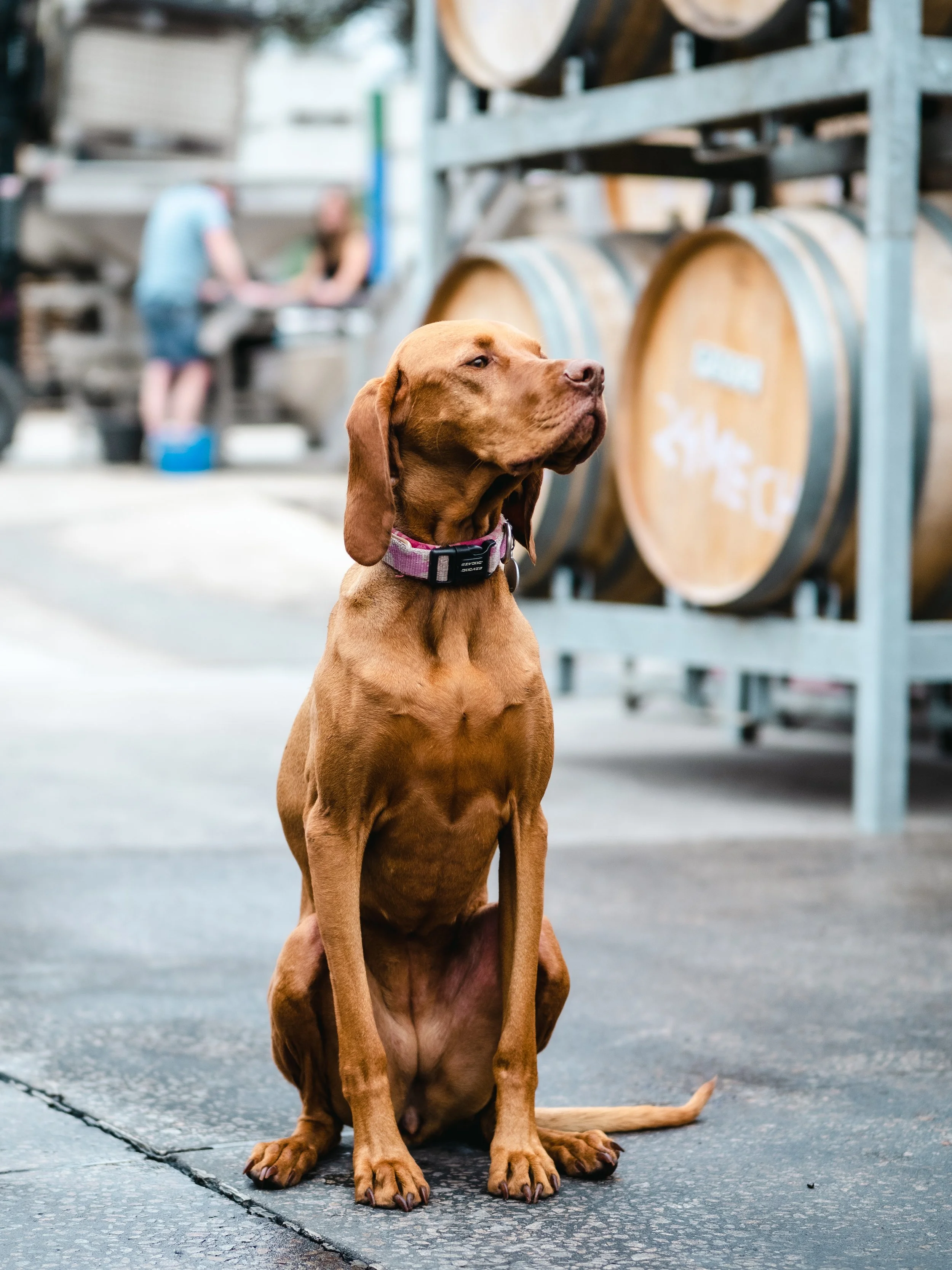 Rou in winery.jpg