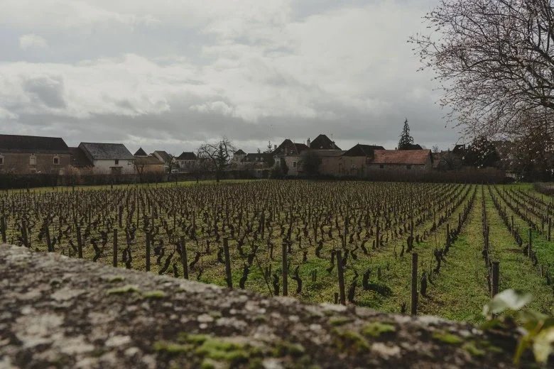borgogna - janotsbos - vigne_1@780xauto_r.jpeg.webp