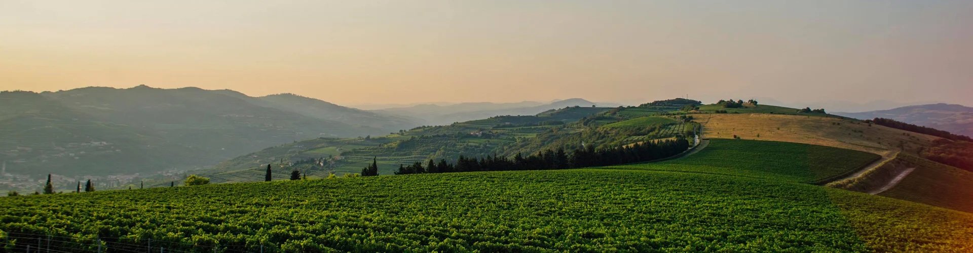 Pasqua_Vineyards.jpeg