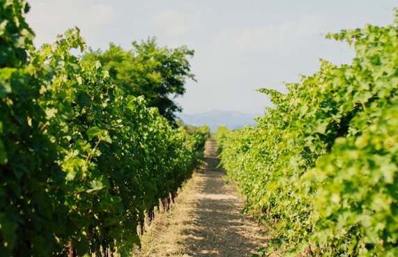 vineyard_copy_2_1.jpg