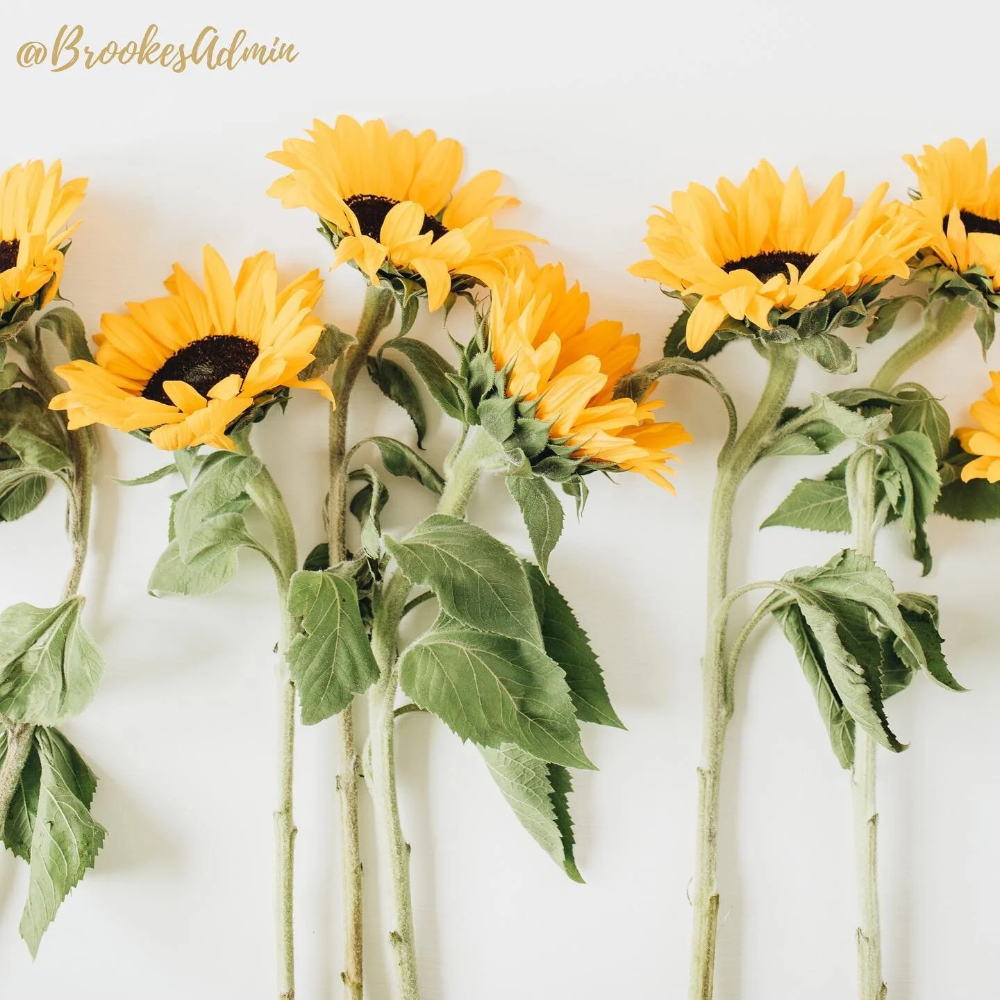 Pretty Sunflowers to brighten up your Friday🌻

Have you gotten to the end of the week and realised your to-do list is never ending?
That&rsquo;s okay! If your to-do list is done,&nbsp;your growth is going to look the same. 
Here&rsquo;s where I come