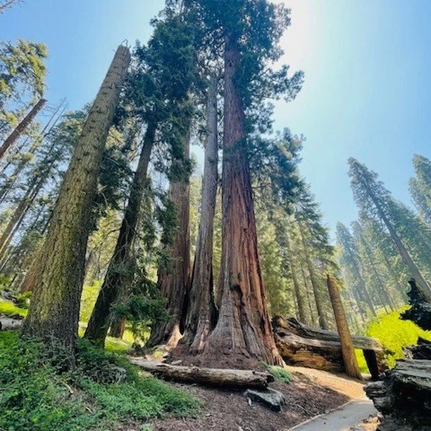 Be Like the Trees...My Free Verse Poem: https://medium.com/@donnastevenswrites/be-like-the-trees-8a301da8e128?sk=6ee9af2923adf0967fe04a1b7309a417