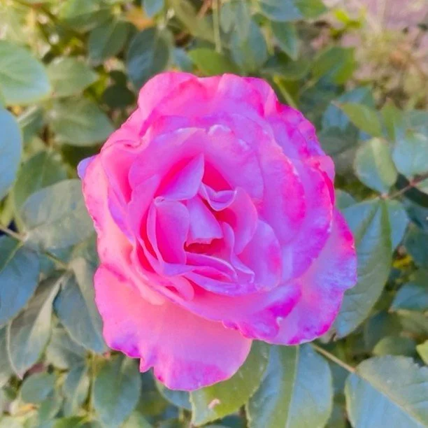 It's been a crazy week...time to relax, meditate and destress. Hope you're all doing well!