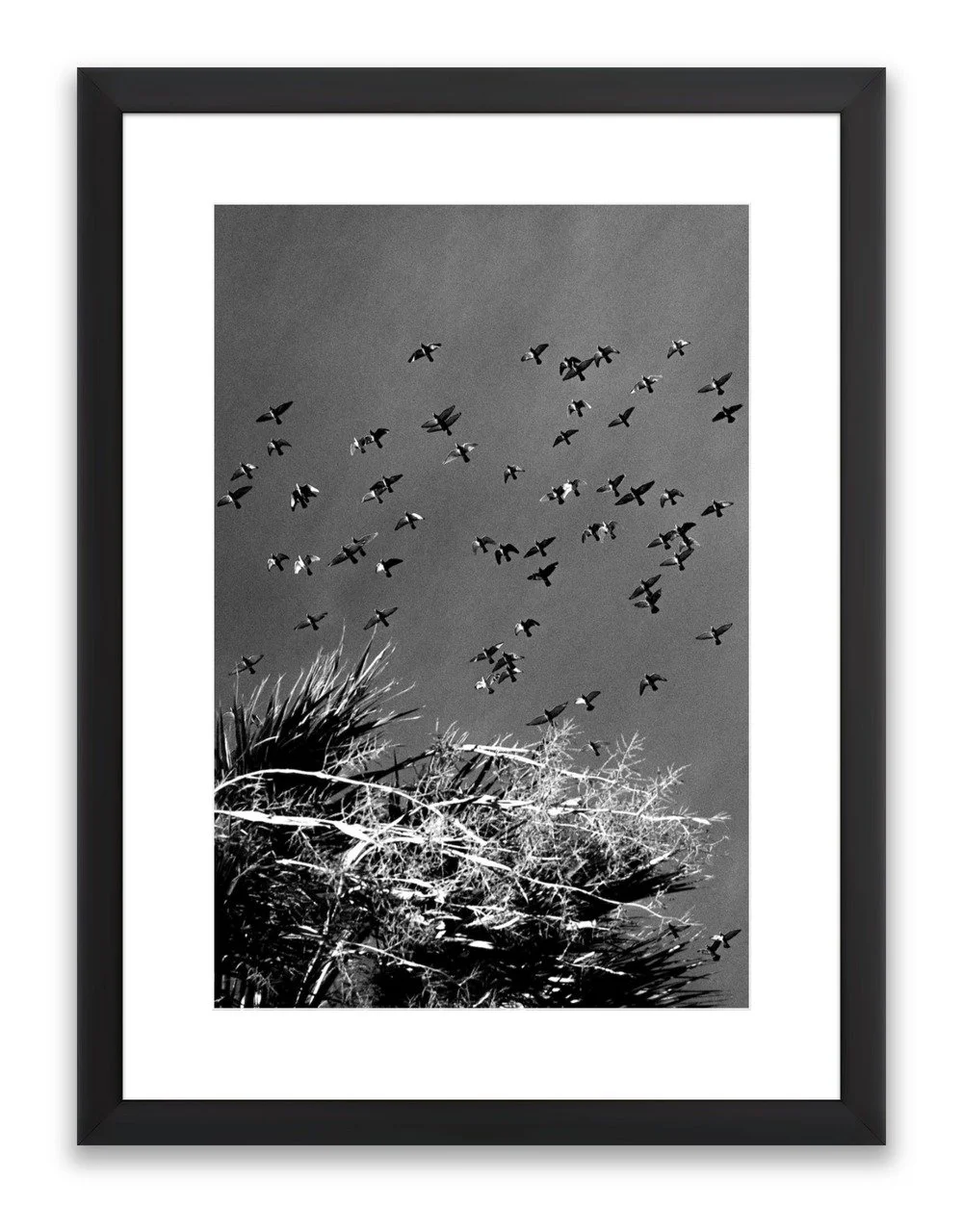 Birds of Flight