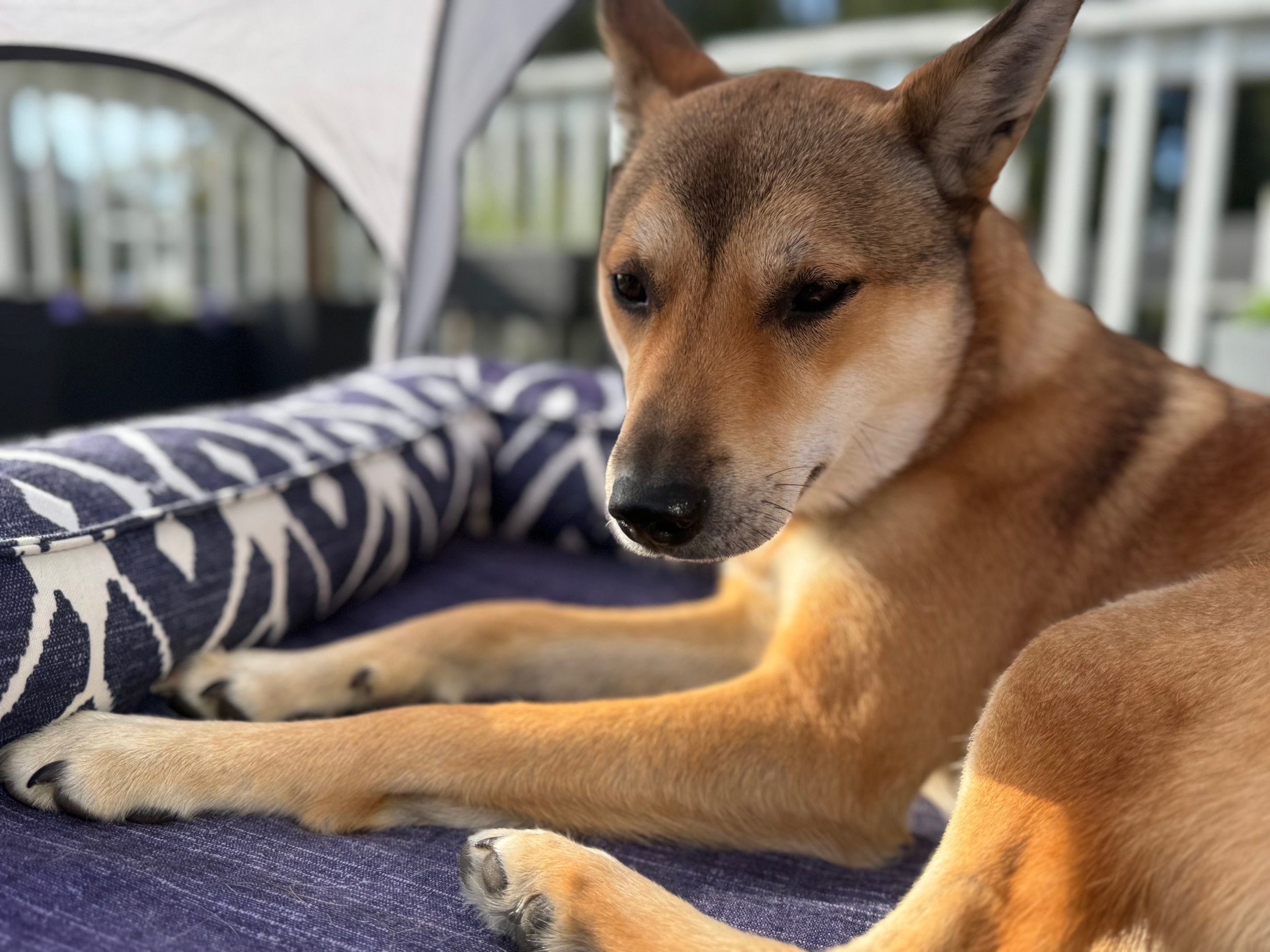 Sunshine puppy