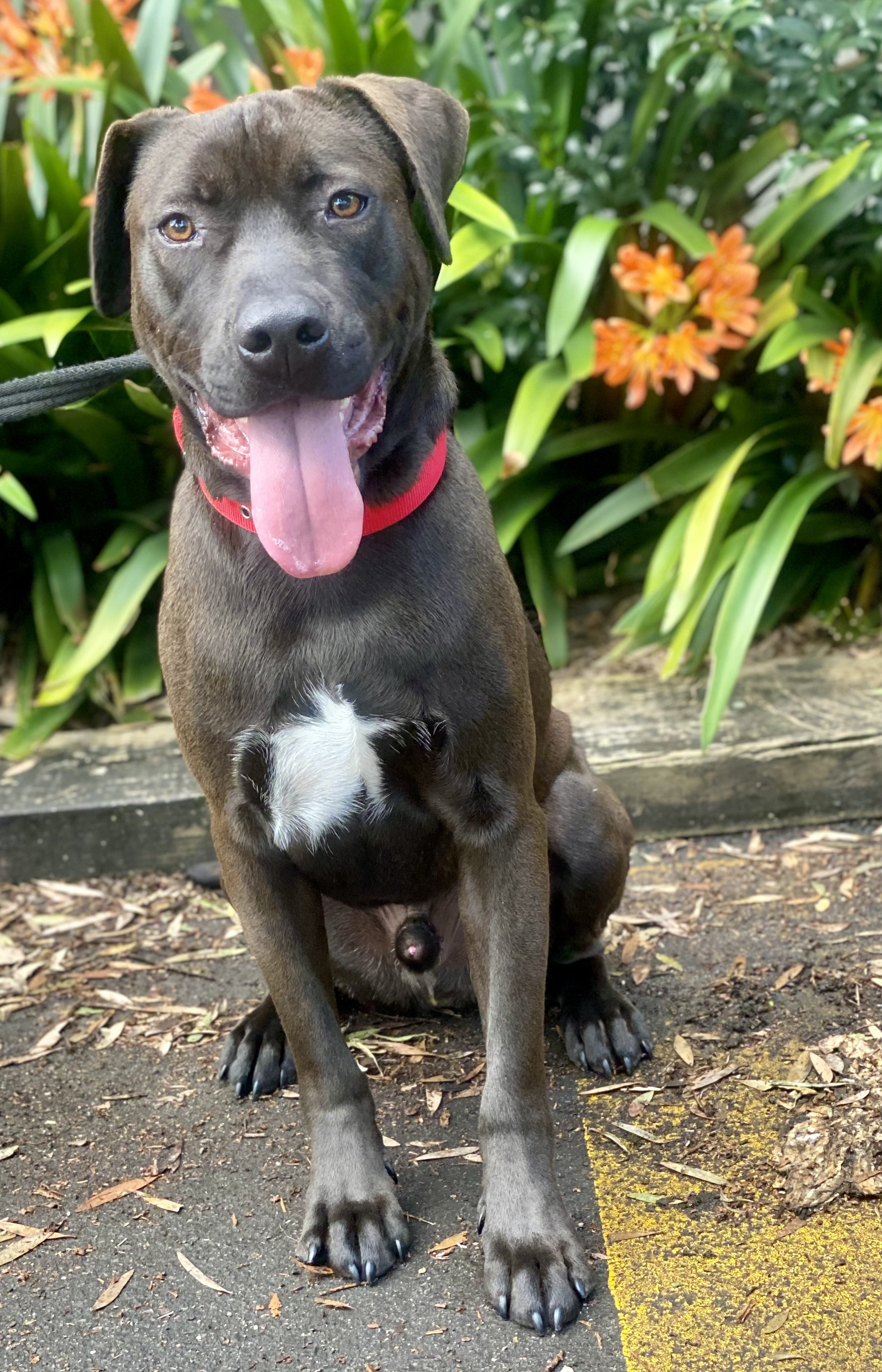 Cronulla RSL Supports Animal Shelter.JPG