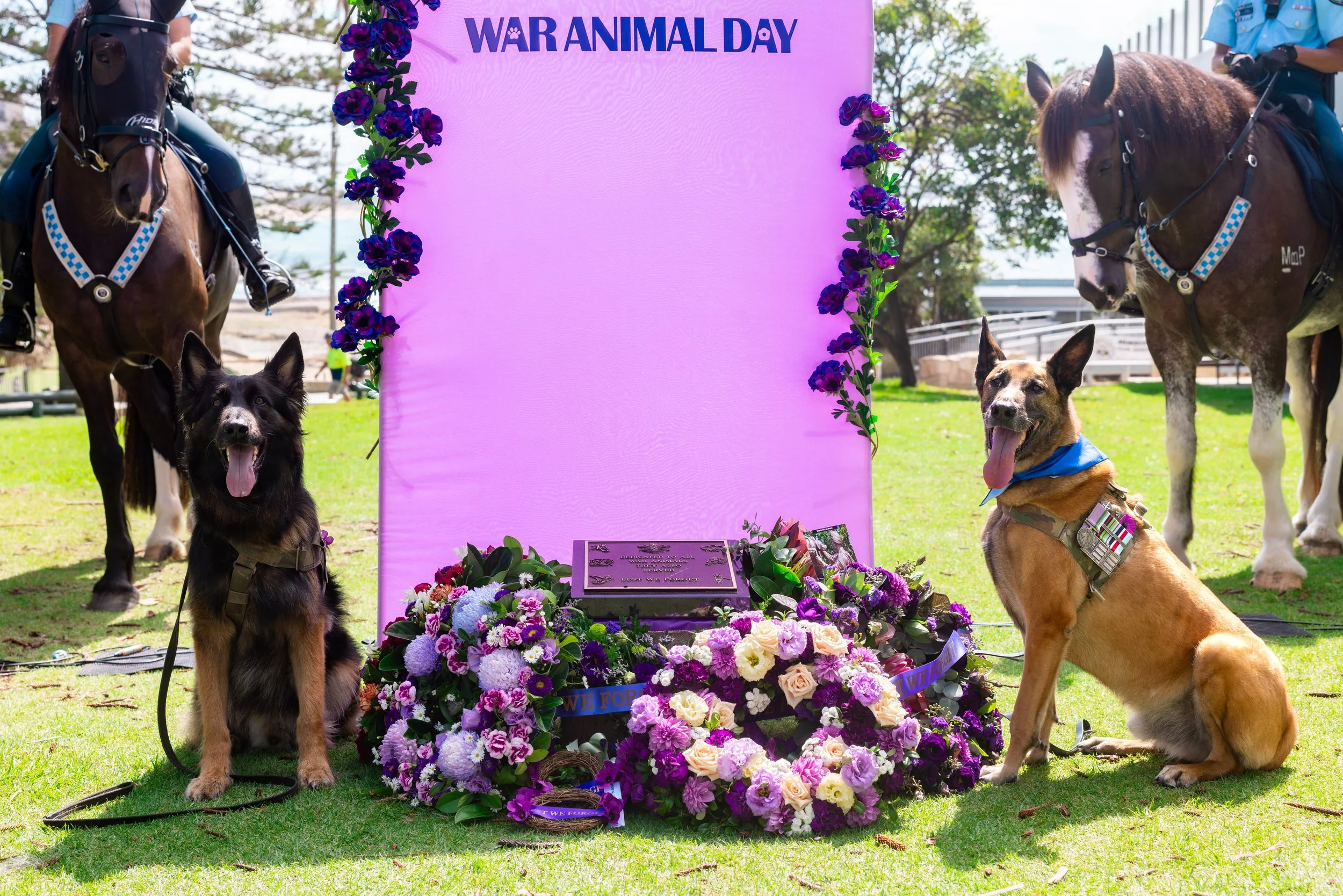 Cronulla RSL Honours War Animals with Special Ceremony in Cronulla Park