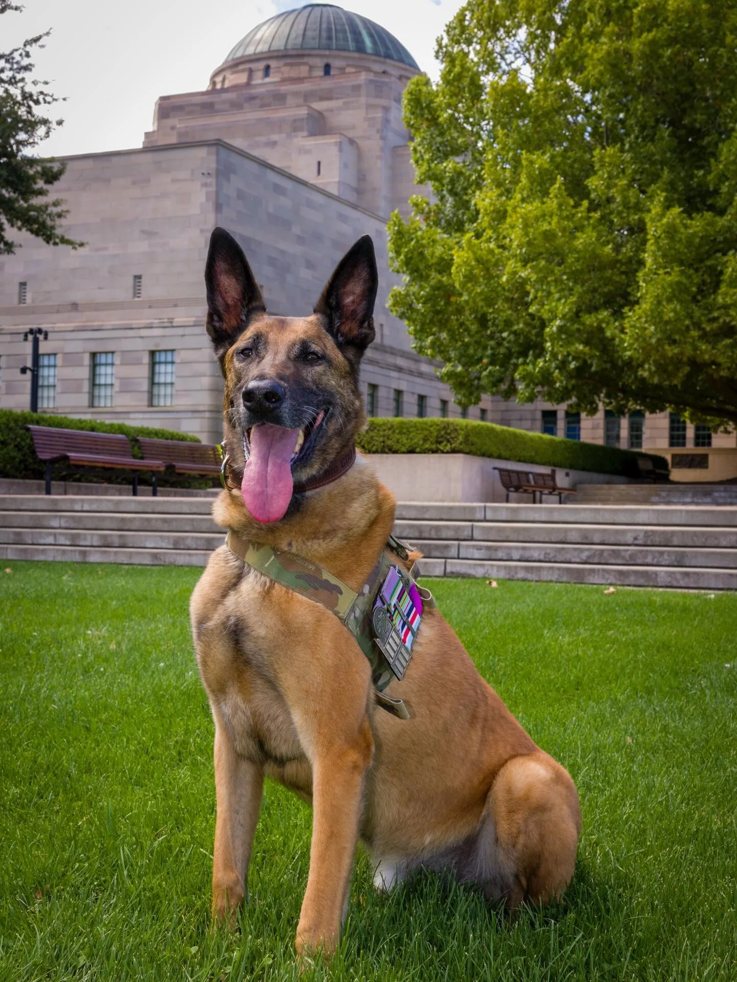 Community Support Helps Retired Military Dog Manic Through Emergency Surgery