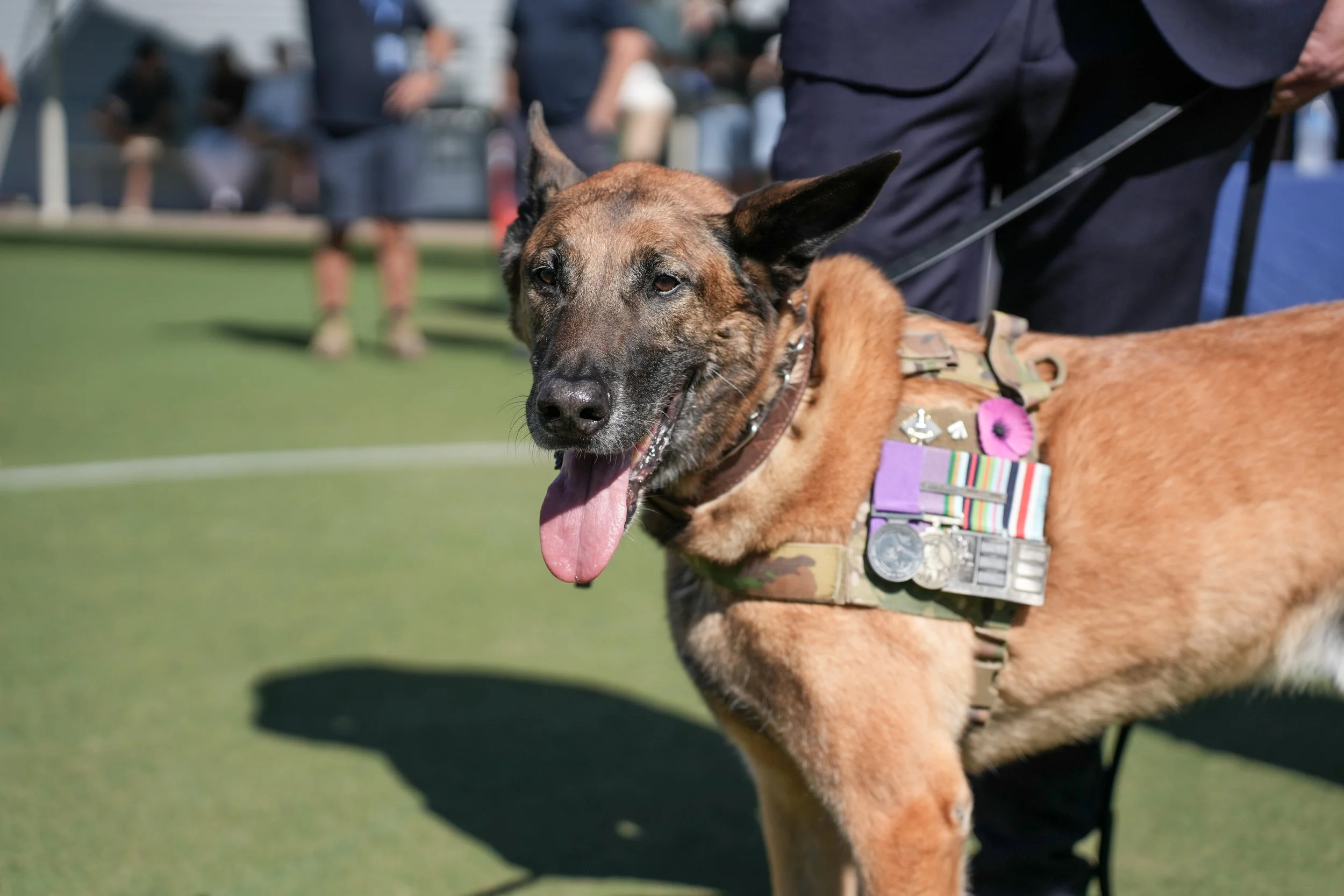 Cronulla RSL ANZAC Day Two Up Fundraising Surpasses $46,000 for Military Animal Causes