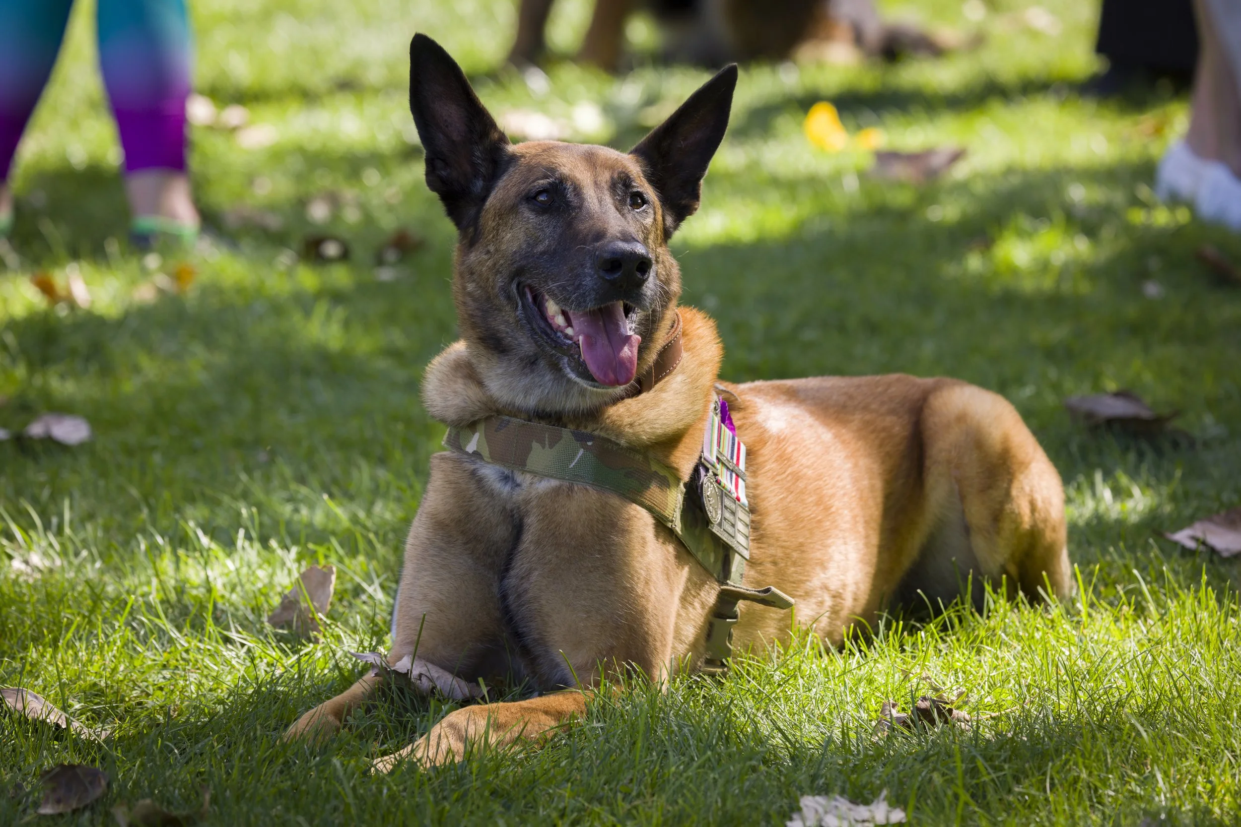 VALE Combat Assault Dog Manic