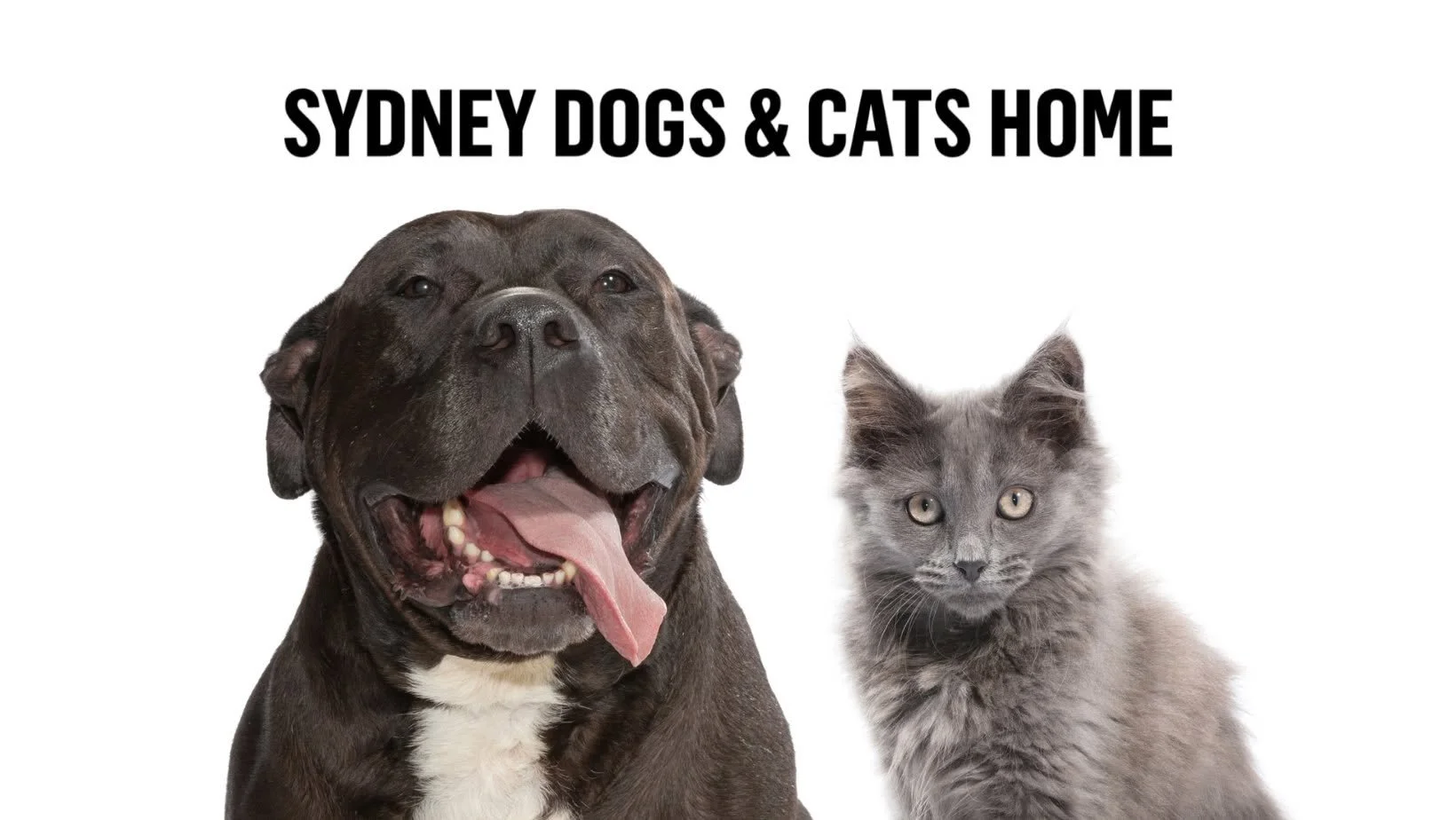 Helping Make a New Home Happen for Sydney's Animals