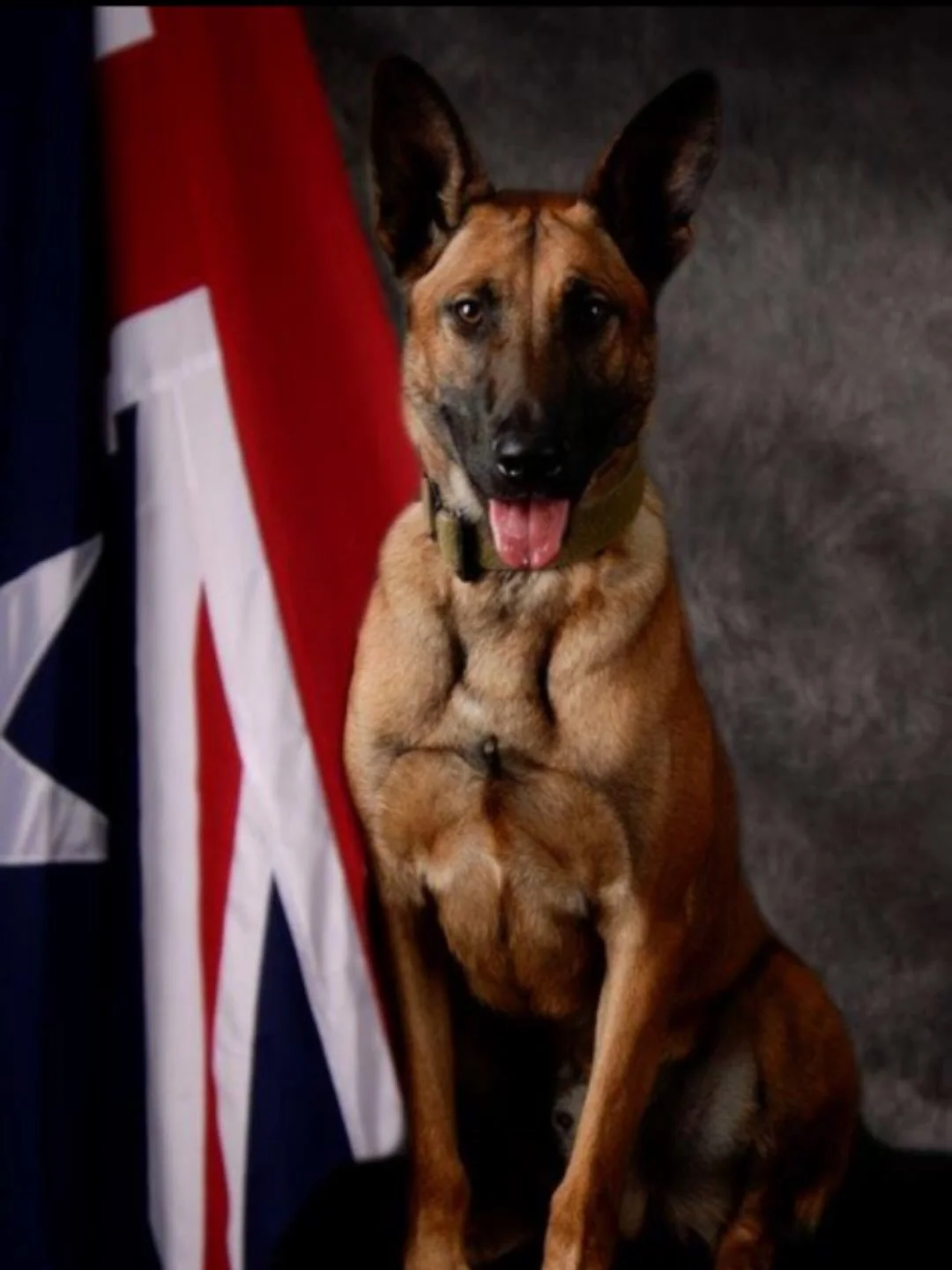 It is with the heaviest of hearts that Cronulla RSL shares the sudden passing of retired Combat Assault Dog, Manic.

More than a Military Working Dog, there was something deeply special about him; something impossible to explain unless you stood besi