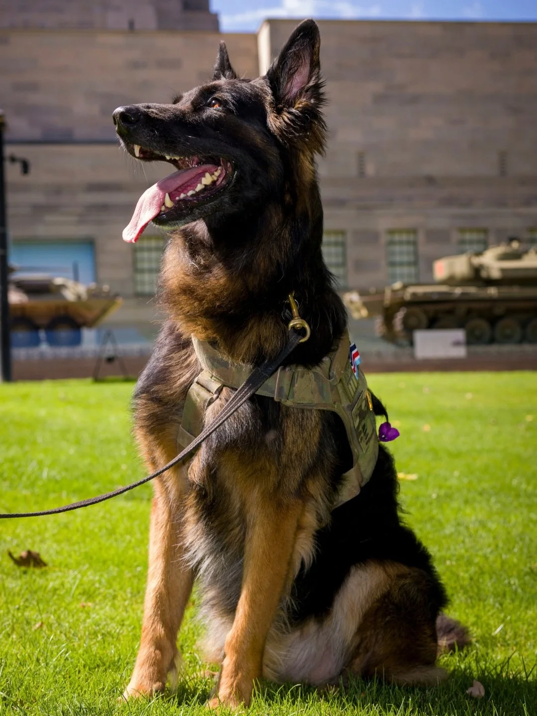 Farewell, Aslan CDO025. Thank you for your service.

Cronulla RSL is deeply saddened by the passing of Aslan, our much-loved honorary four-legged member and retired Combat Assault Dog, who passed away peacefully, surrounded by his loved ones, followi