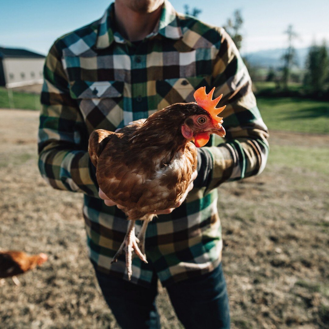Farms are some of my favourite clients! Loved working with this free-range egg farm and all the happy chickens ❤️