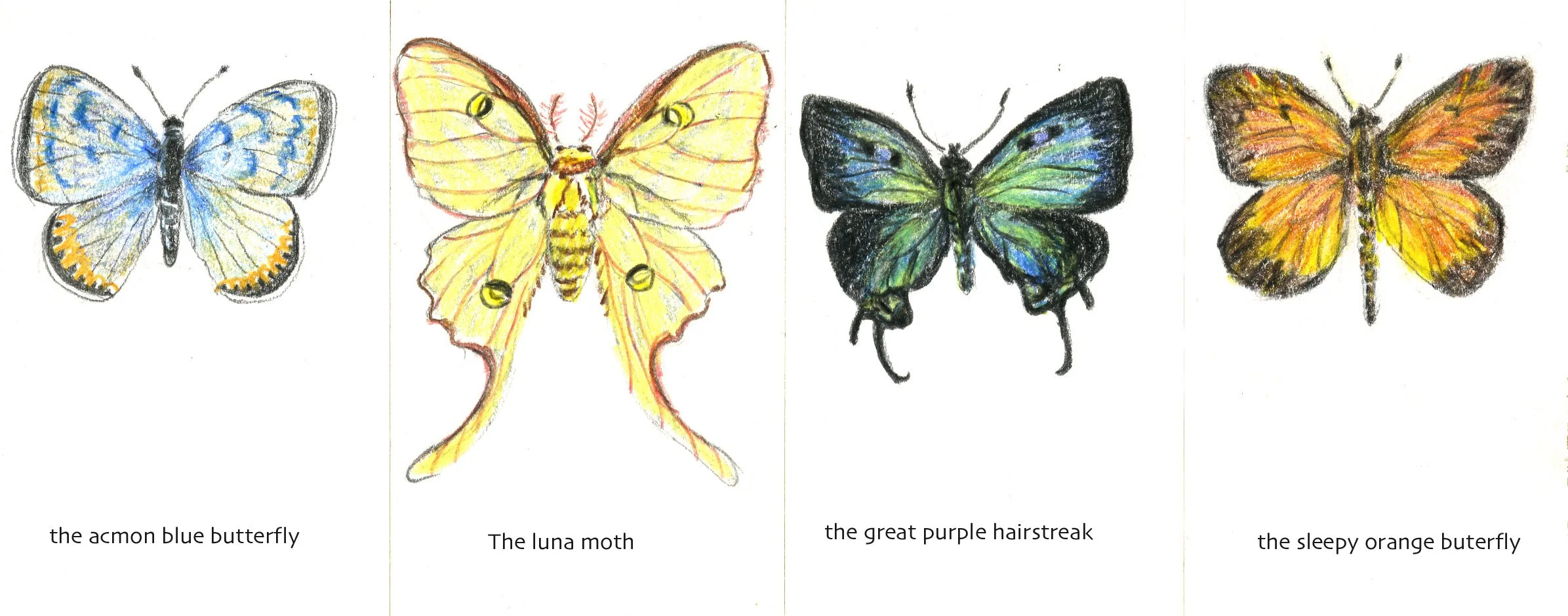 Butterflies in December!