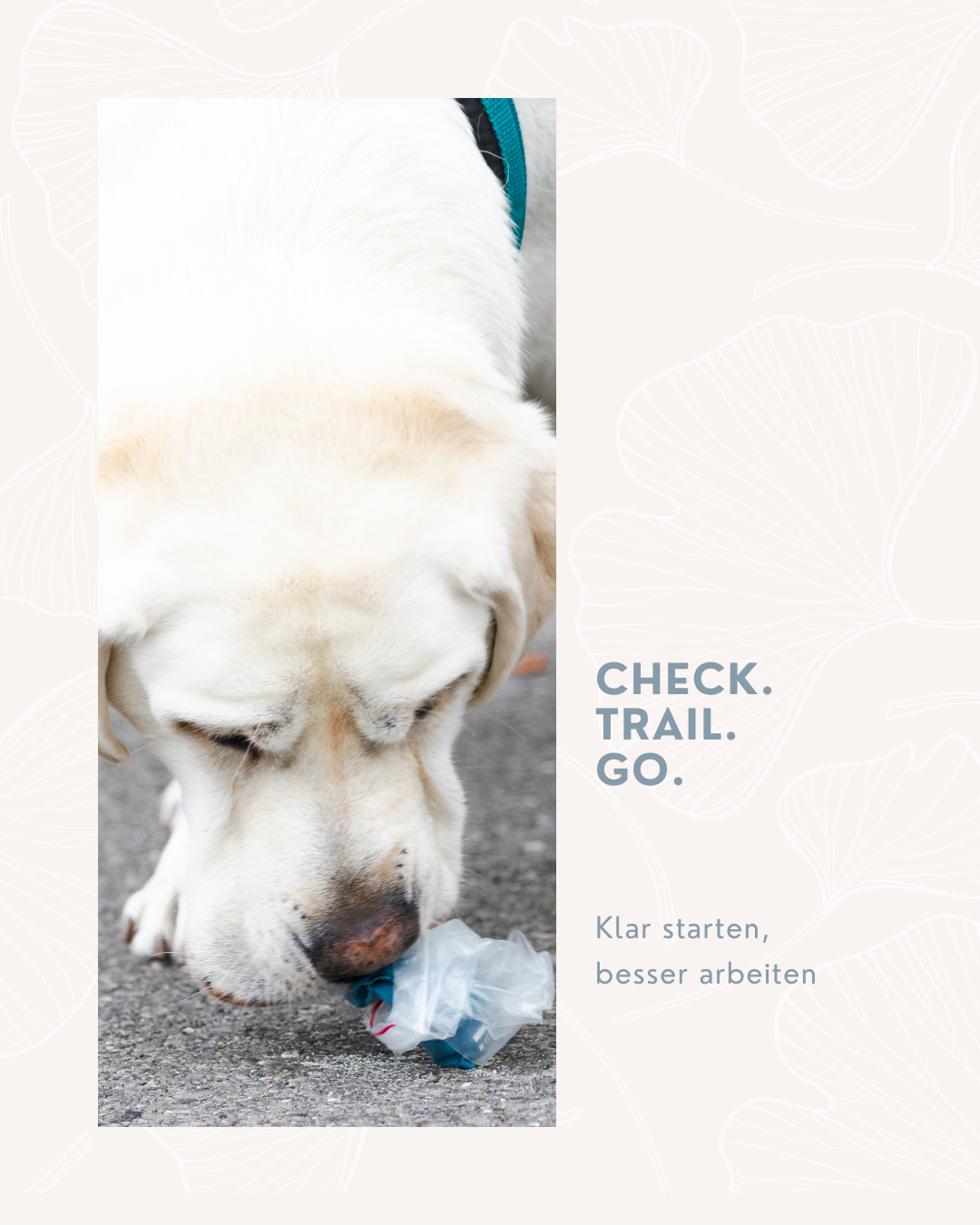 Mantrailing Startarten erklärt: Warum der richtige Start im Trail entscheidend ist