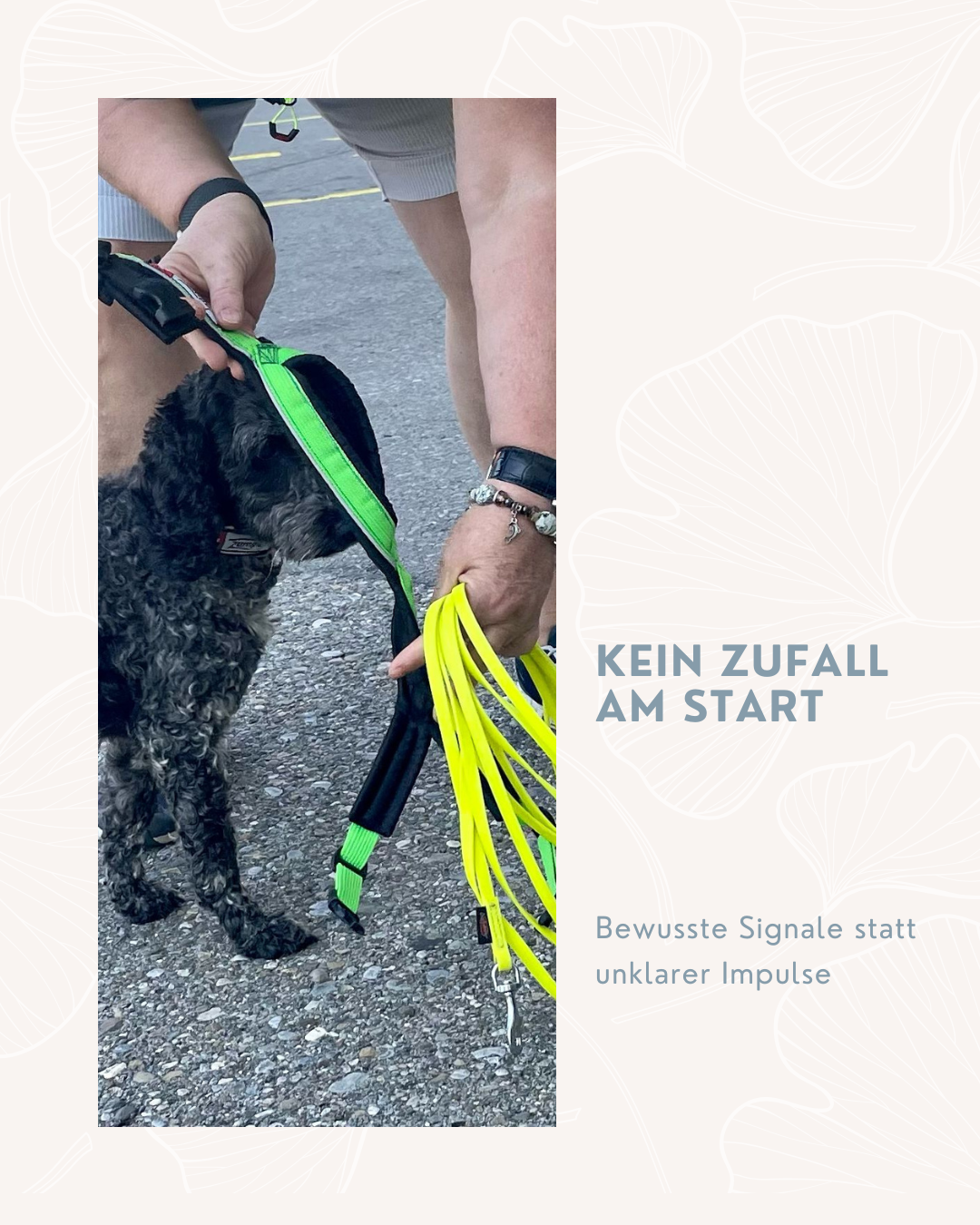 Warum klare Startsignale im Mantrailing so viel ausmachen