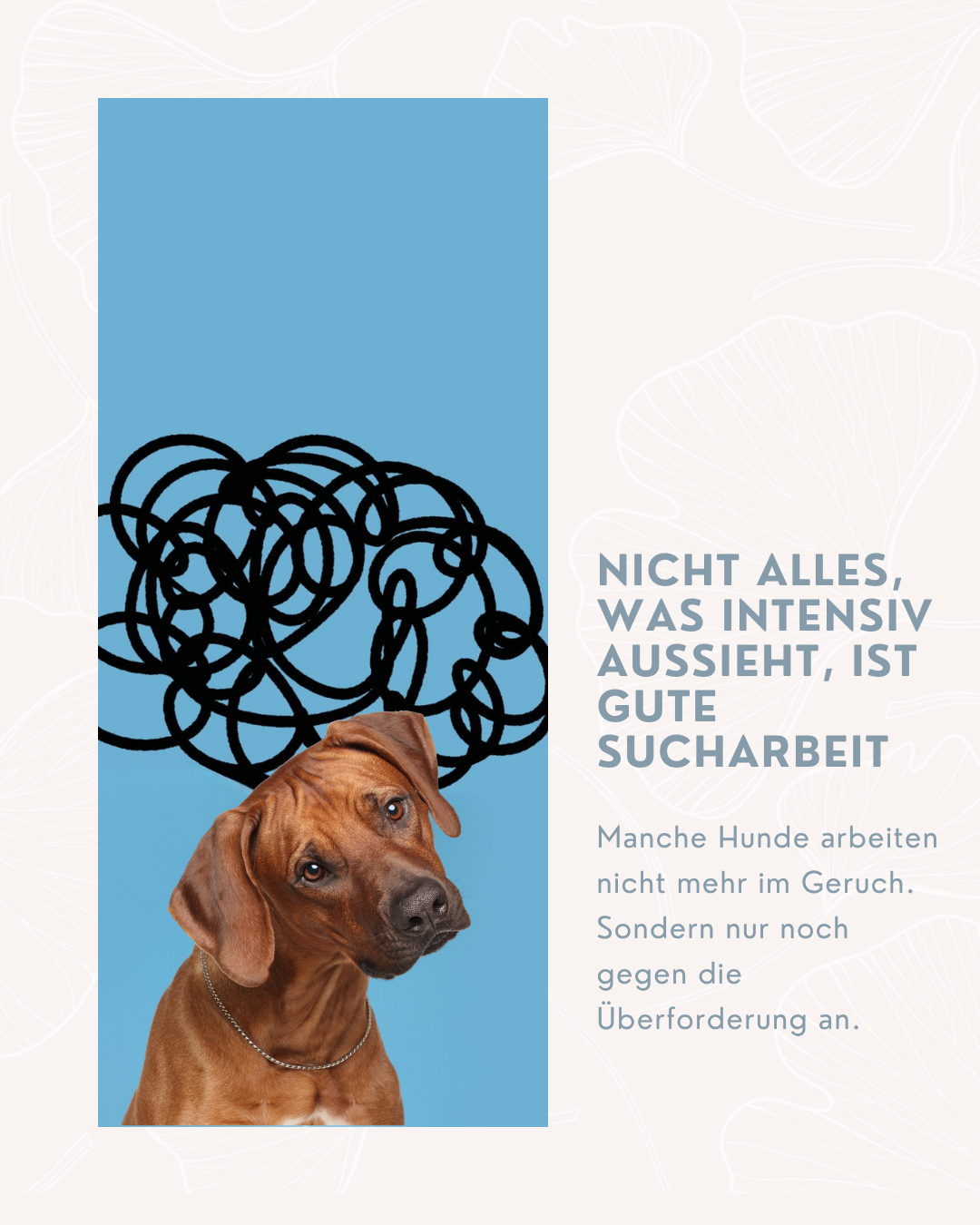 Reize im Mantrailing: Wann Training wirkt und wann nicht