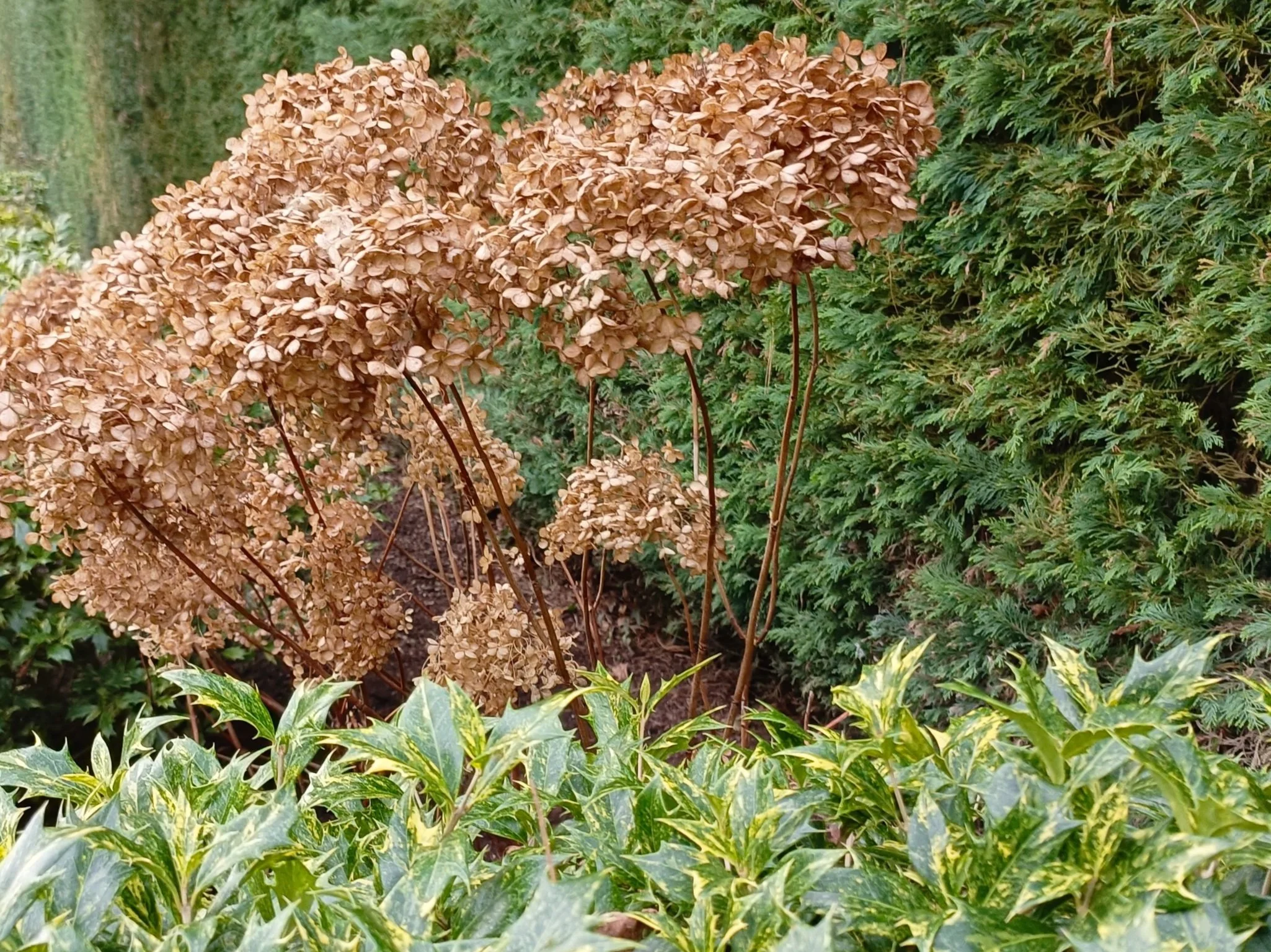 Colour in the winter garden