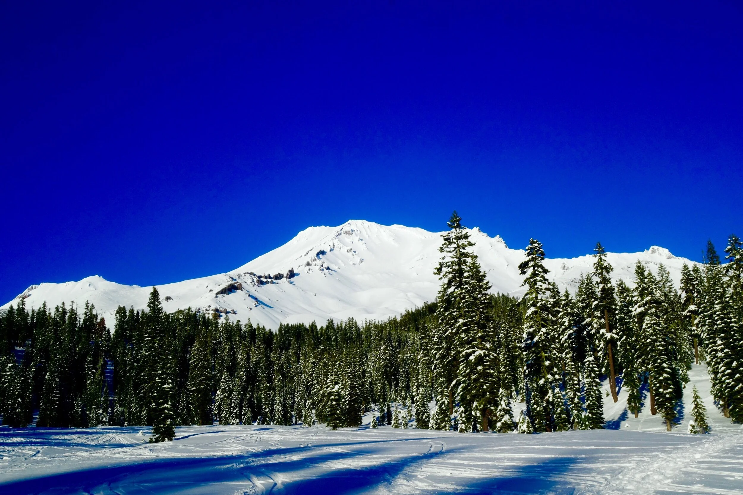 Bunny flat news 💜