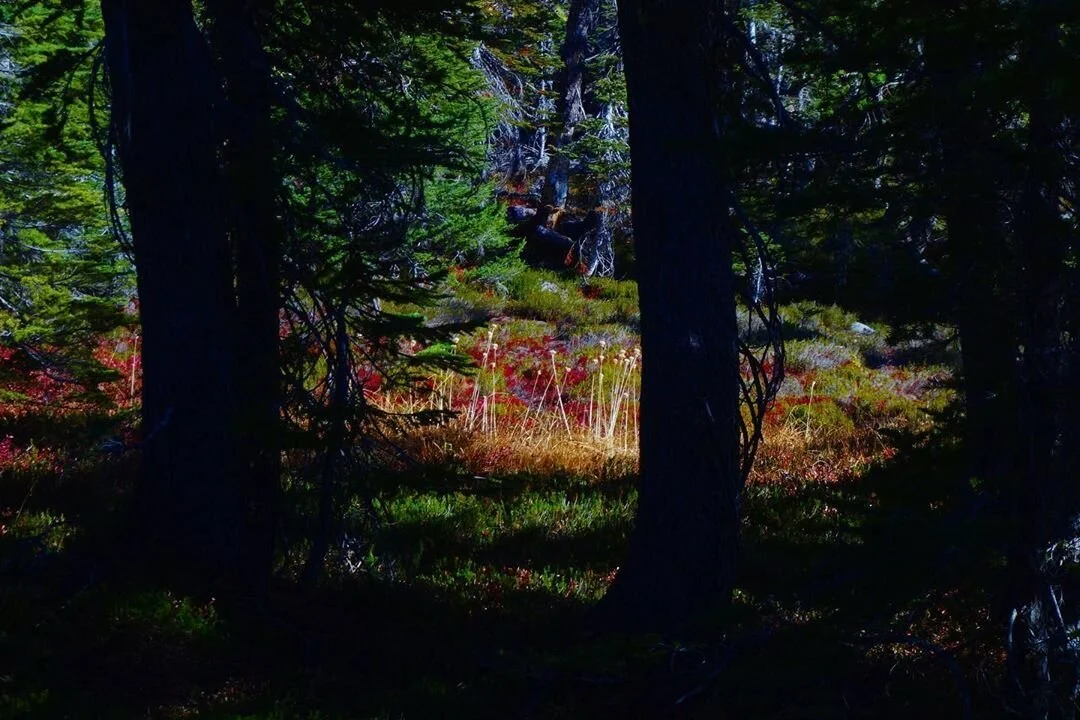 Visit our bookings page to view Availability in Calendar 