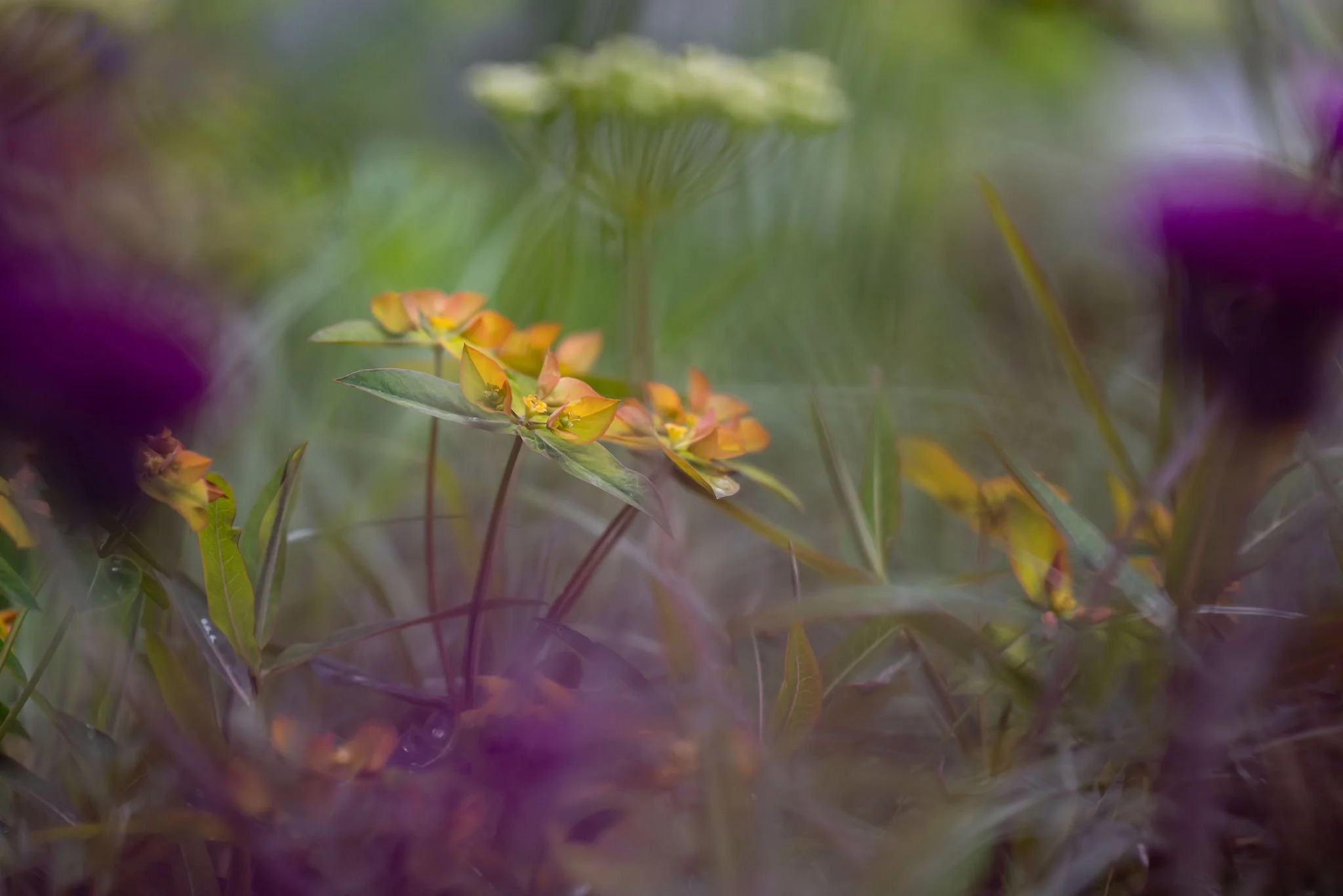 Plants_CFS_Asthma+LungUK_Copyright_Rebekah_Kennington-7.jpg