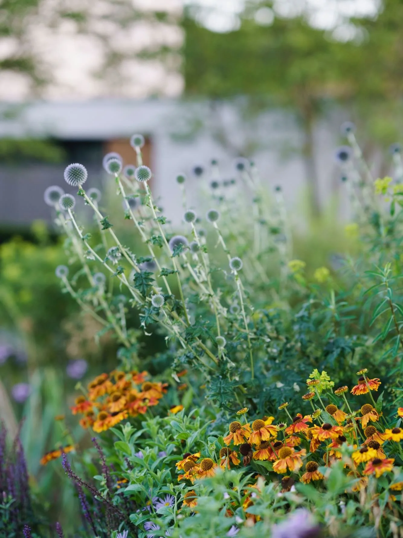 Summer planting

📸
@raewarne 
@johnpardey_jpa 

#oxfordshire #architecture #landscape #design #garden