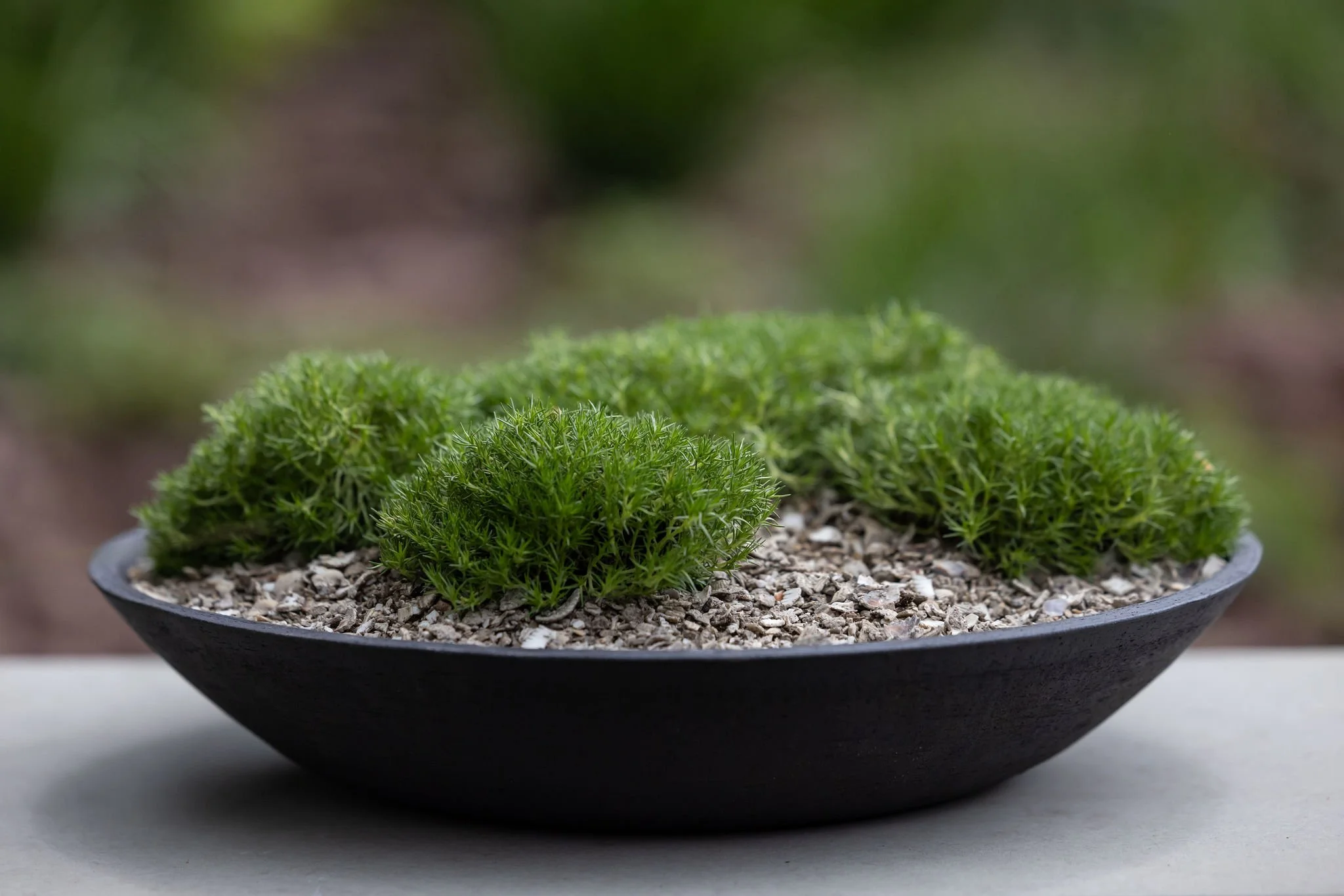 Plants_CFS_Asthma+LungUK_Copyright_Rebekah_Kennington-3.jpg